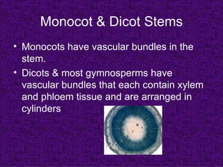 Monocot & Dicot Stems Monocots have vascular bundles in the stem.  Dicots & most gymnosperms have vascular bundles that each contain xylem and phloem tissue and are arranged in cylinders 