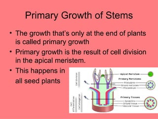 Primary Growth of Stems The growth that’s only at the end of plants is called primary growth Primary growth is the result of cell division in the apical meristem. This happens in  all seed plants 