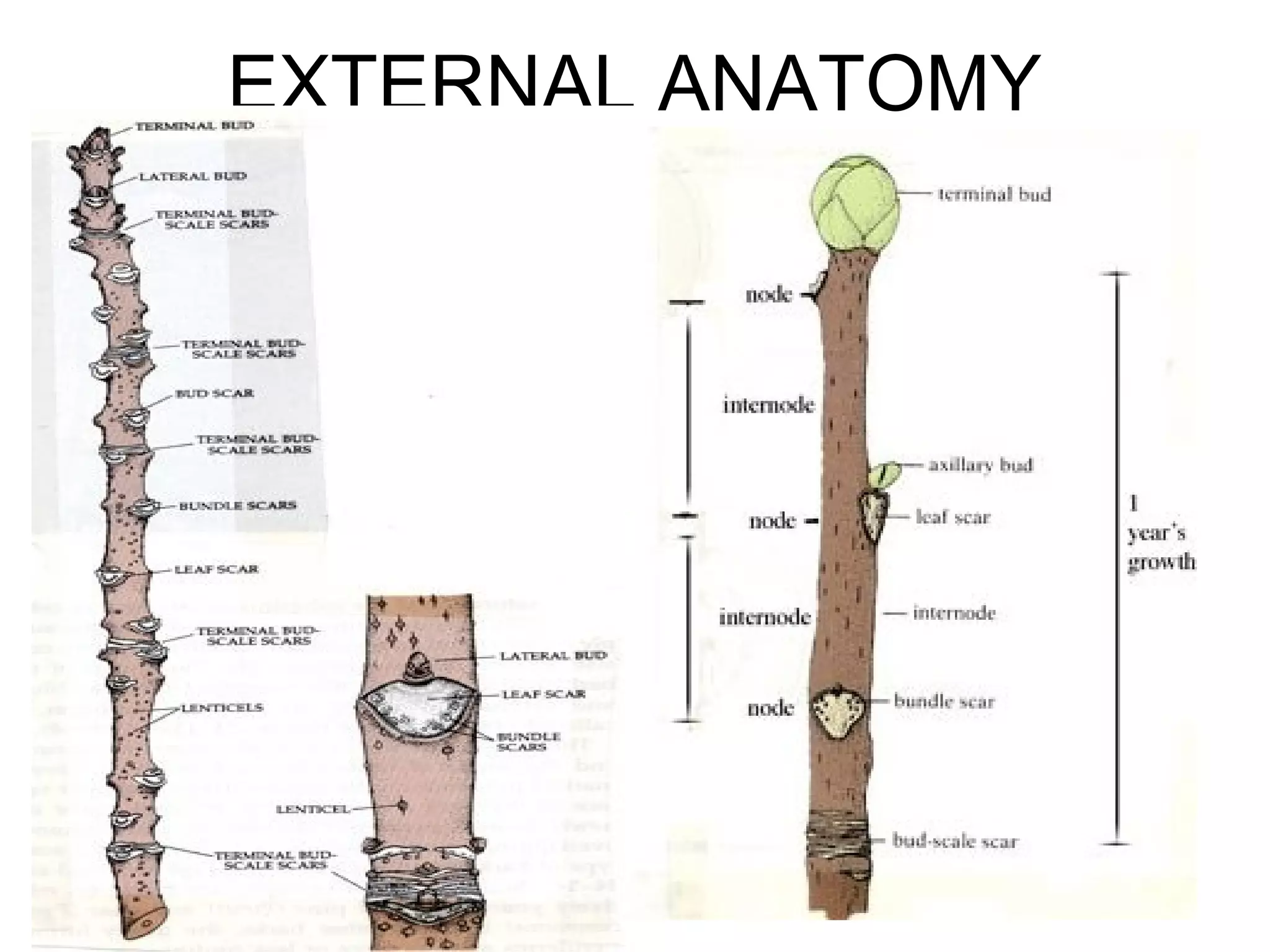 EXTERNAL ANATOMY
 