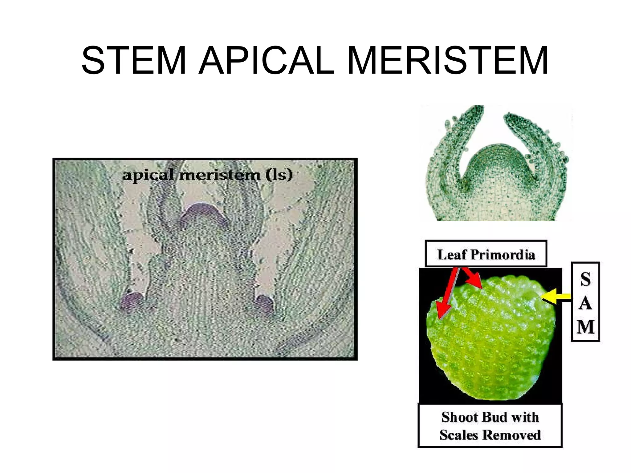 STEM APICAL MERISTEM
 