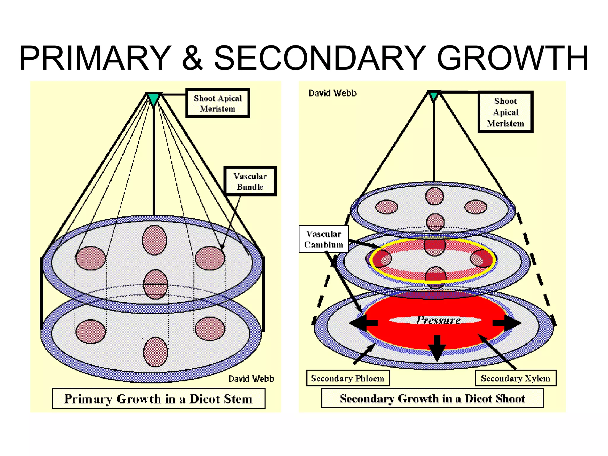PRIMARY & SECONDARY GROWTH
 