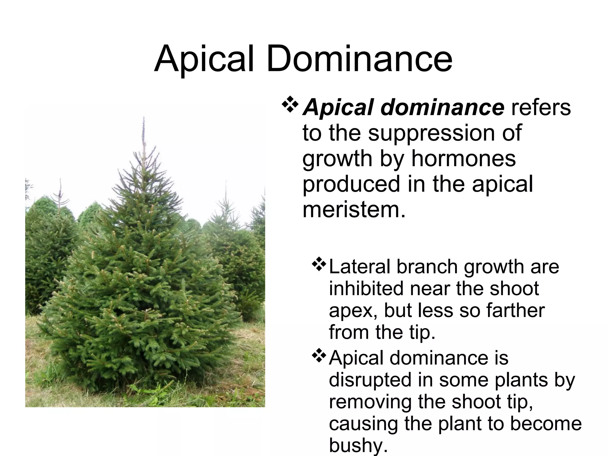 Apical Dominance
       Apical dominance refers
        to the suppression of
        growth by hormones
        produced in the apical
        meristem.

        Lateral branch growth are
         inhibited near the shoot
         apex, but less so farther
         from the tip.
        Apical dominance is
         disrupted in some plants by
         removing the shoot tip,
         causing the plant to become
         bushy.
 