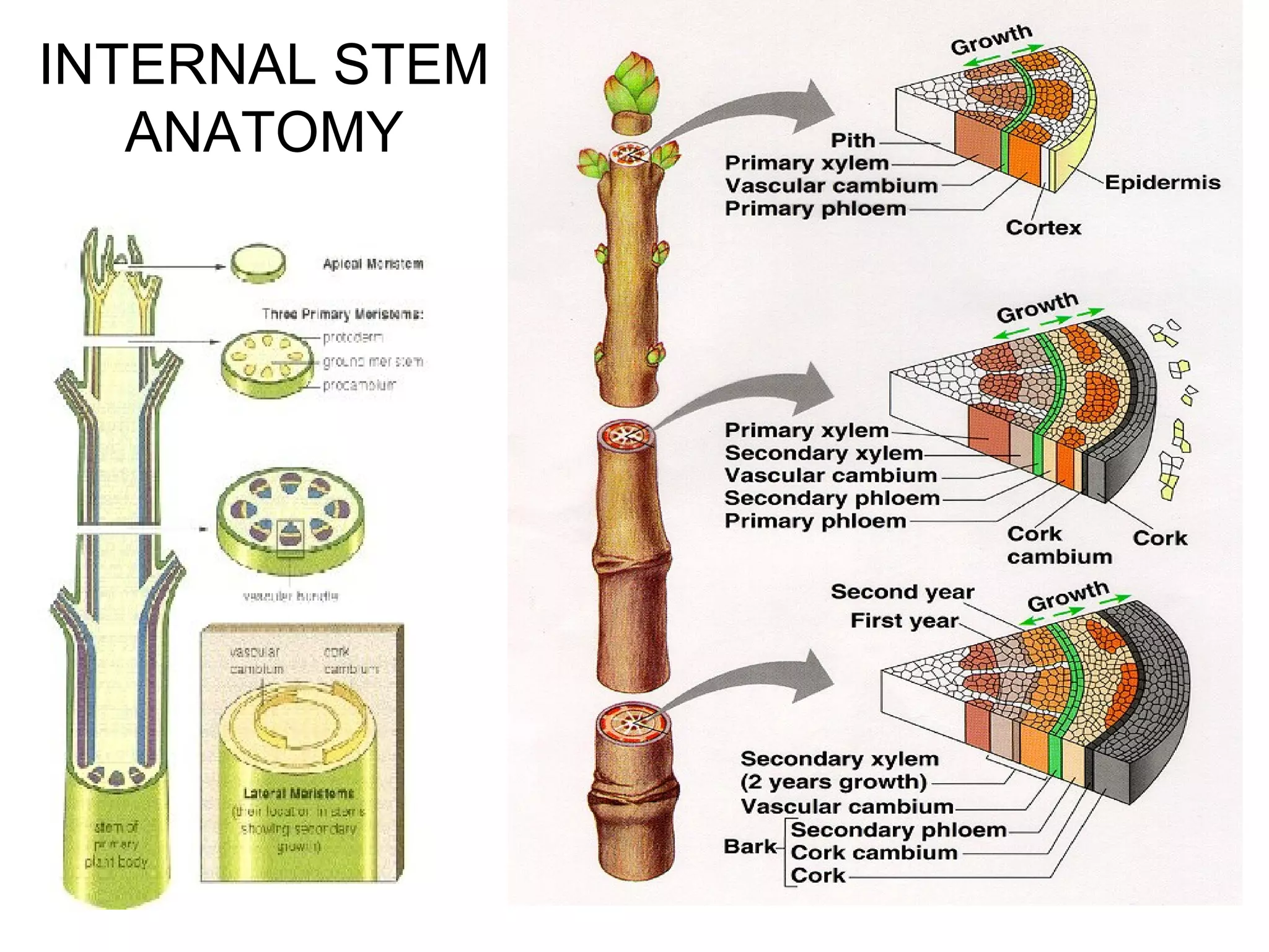 INTERNAL STEM
   ANATOMY
 