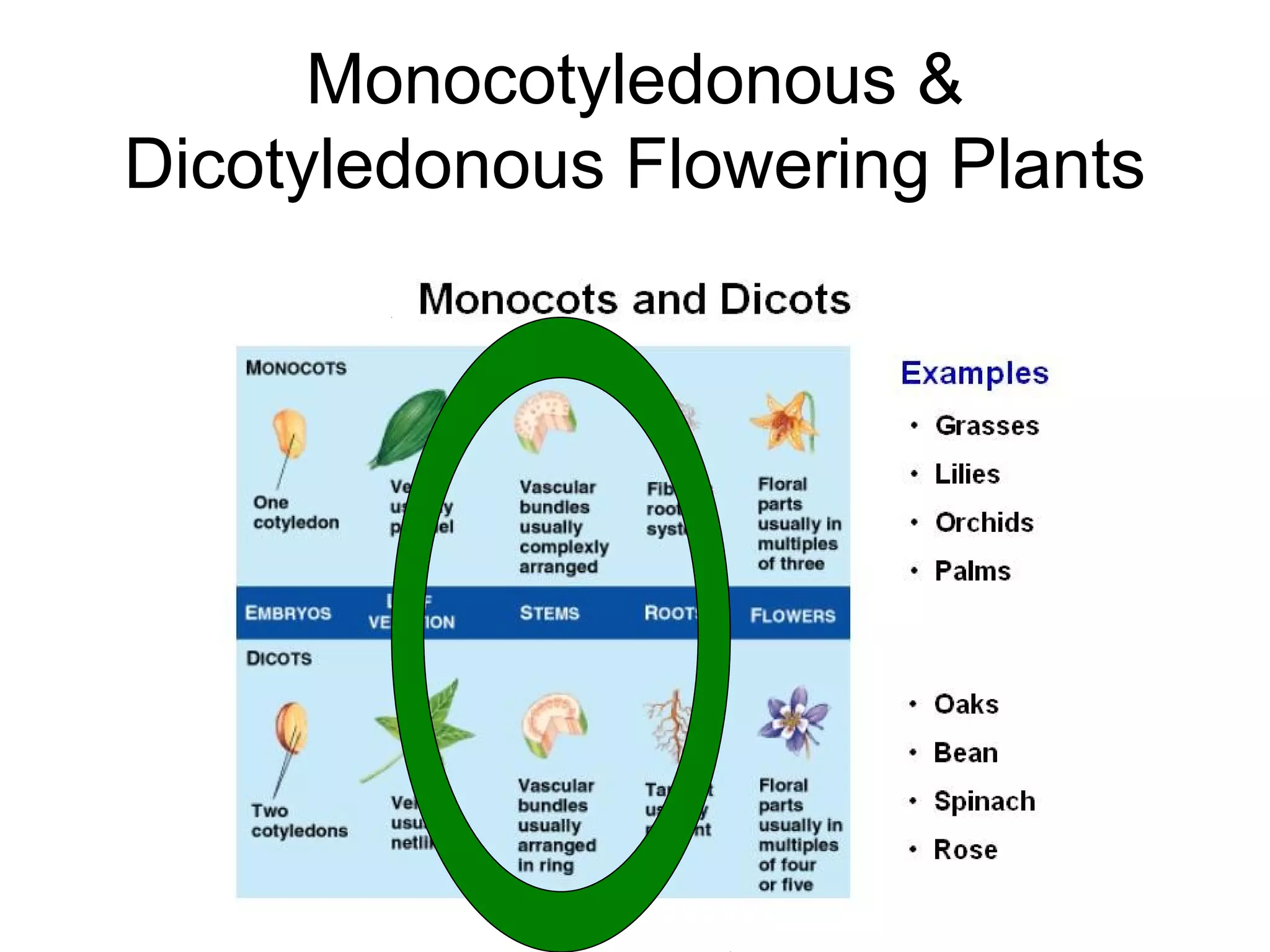 Monocotyledonous &
Dicotyledonous Flowering Plants
 