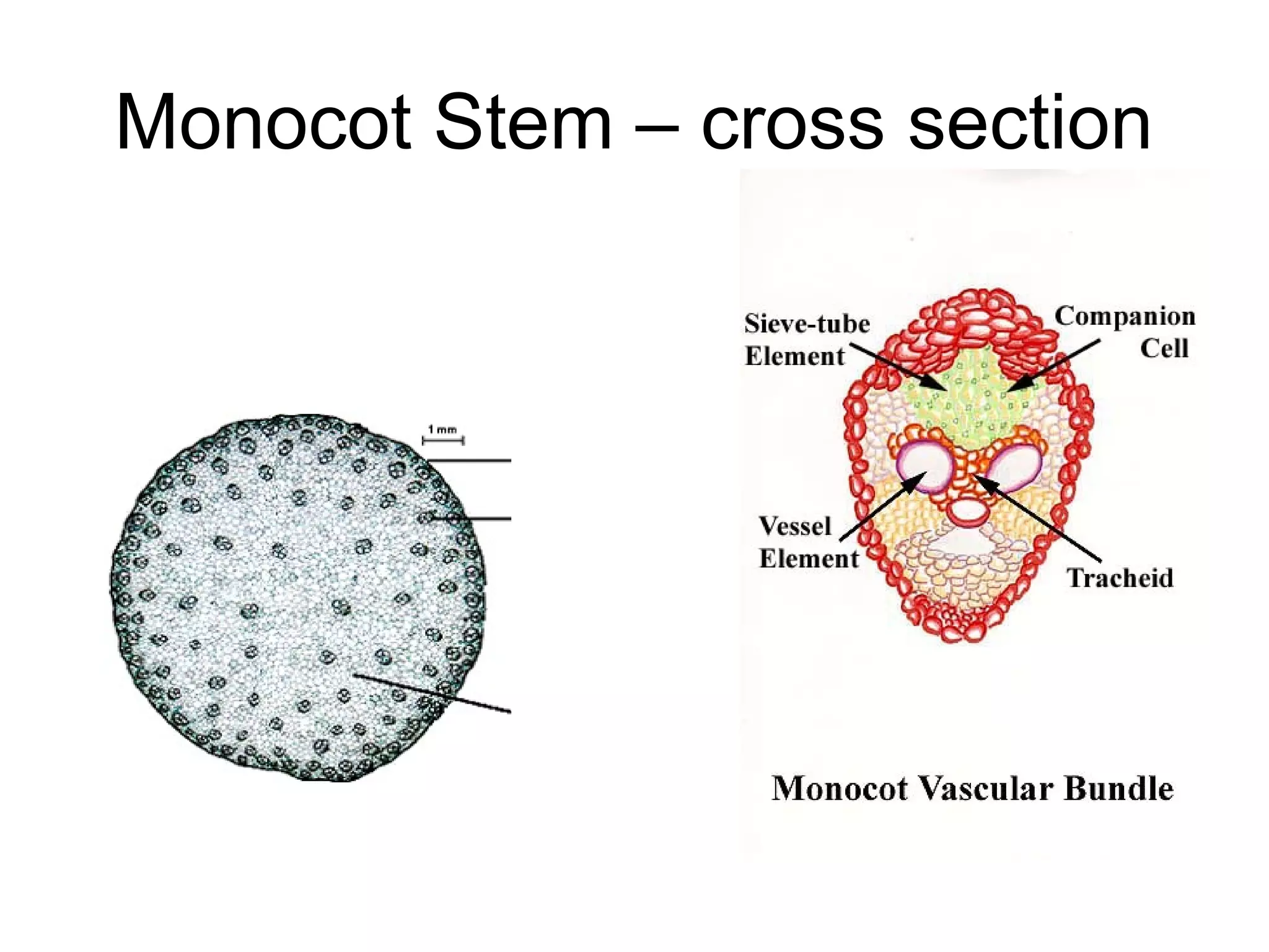 Monocot Stem – cross section
 
