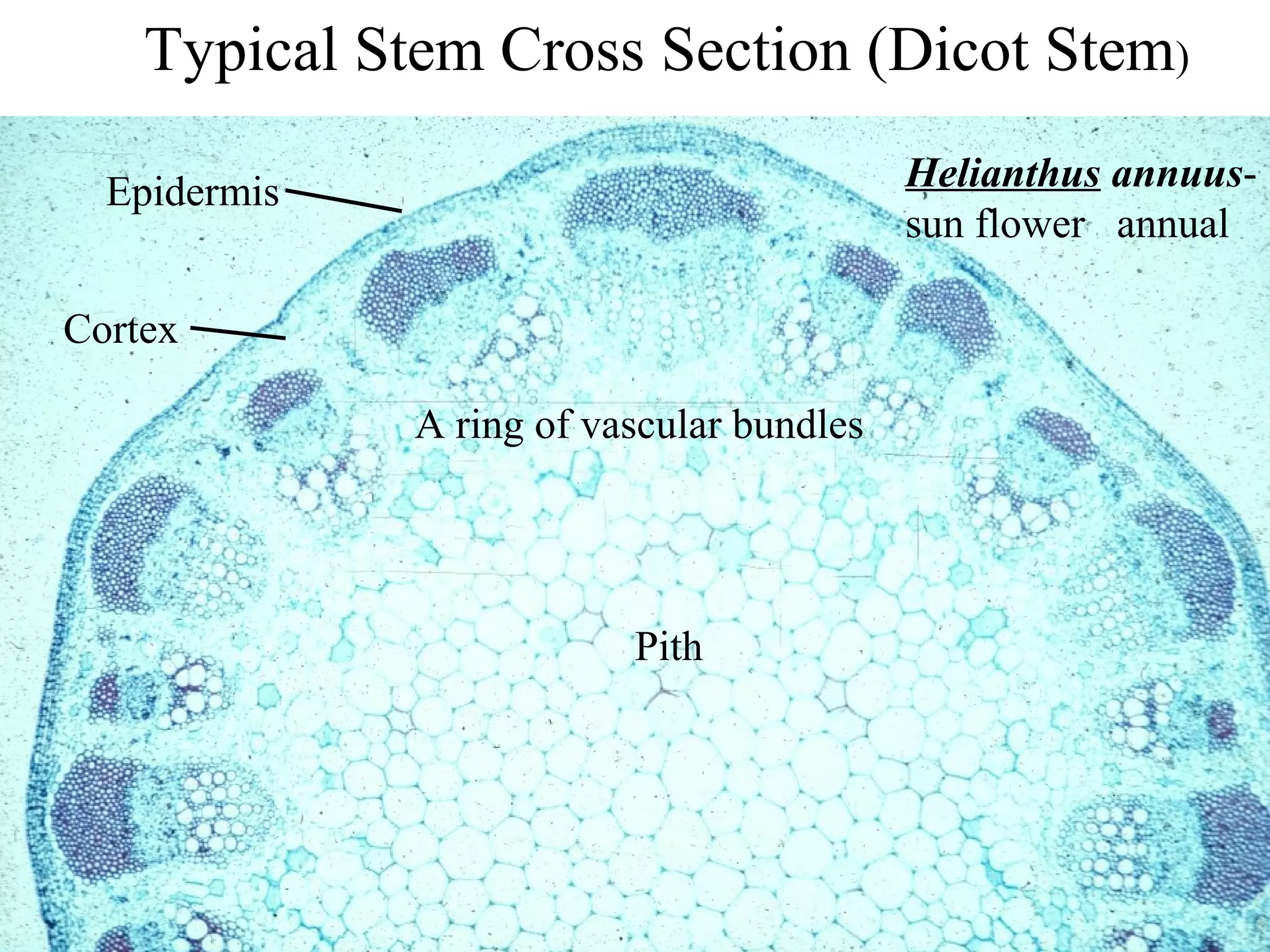 Typical Stem Cross Section (Dicot Stem)

  Epidermis                                Helianthus annuus-
                                           sun flower annual

Cortex

              A ring of vascular bundles




                          Pith
 