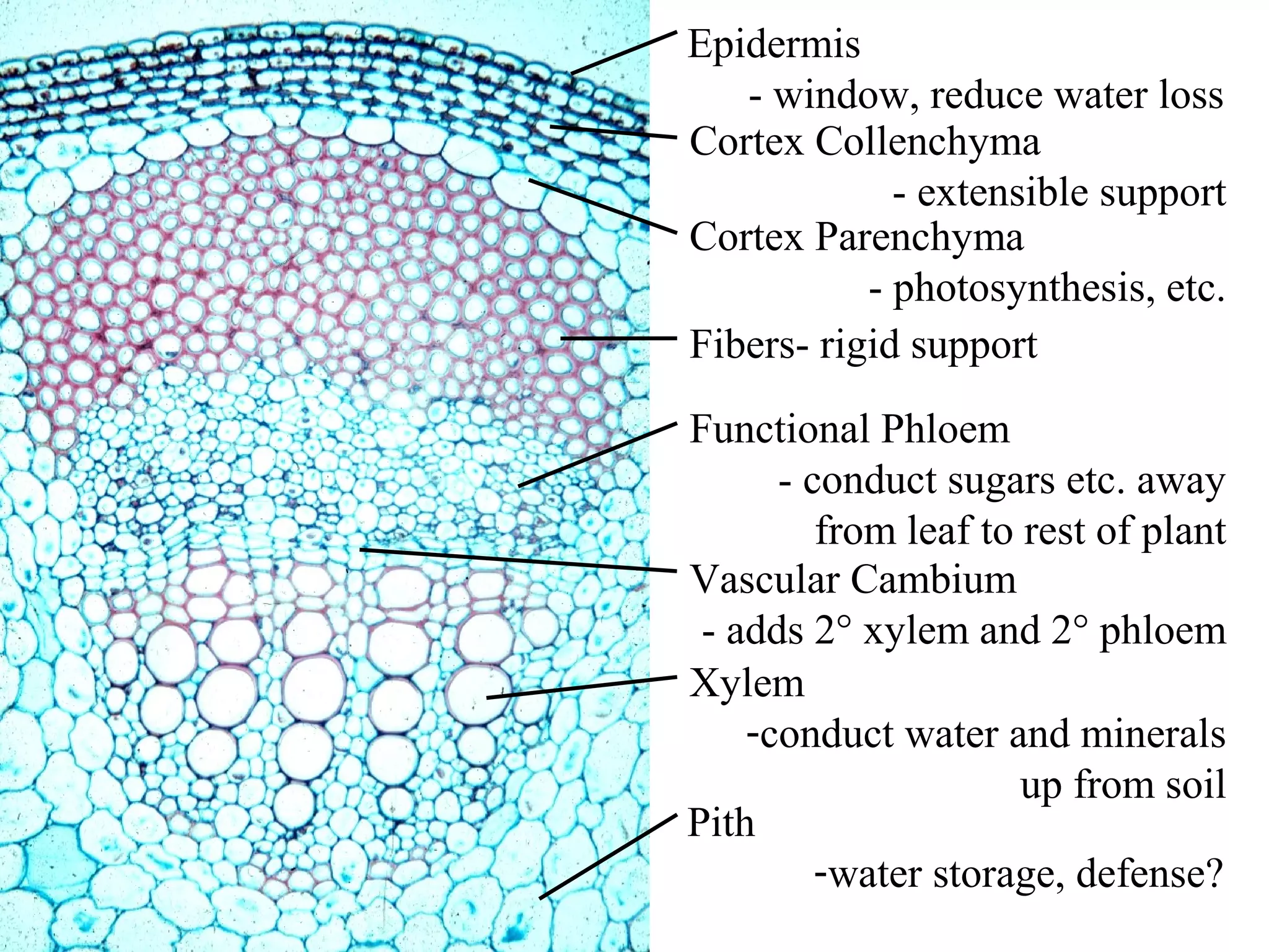 Epidermis
   - window, reduce water loss
Cortex Collenchyma
             - extensible support
Cortex Parenchyma
           - photosynthesis, etc.
Fibers- rigid support

Functional Phloem
      - conduct sugars etc. away
         from leaf to rest of plant
Vascular Cambium
 - adds 2° xylem and 2° phloem
Xylem
    -conduct water and minerals
                      up from soil
Pith
         -water storage, defense?
 