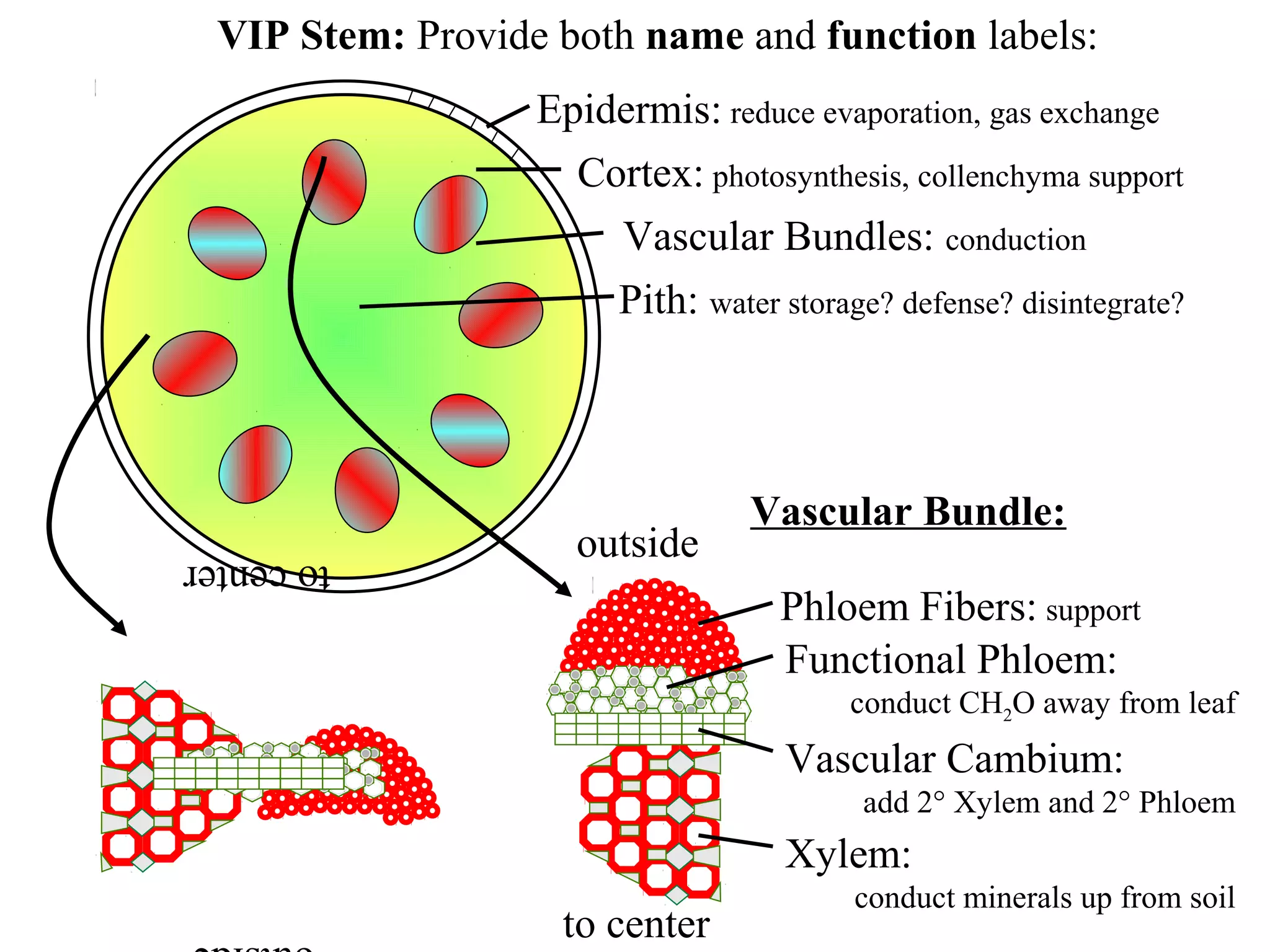VIP Stem: Provide both name and function labels:
                   Epidermis: reduce evaporation, gas exchange
                     Cortex: photosynthesis, collenchyma support
                       Vascular Bundles: conduction
                       Pith: water storage? defense? disintegrate?




                                  Vascular Bundle:
to center            outside
                                    Phloem Fibers: support
                                    Functional Phloem:
                                         conduct CH2O away from leaf
                                     Vascular Cambium:
                                          add 2° Xylem and 2° Phloem
                                     Xylem:
                                          conduct minerals up from soil
outside             to center
 
