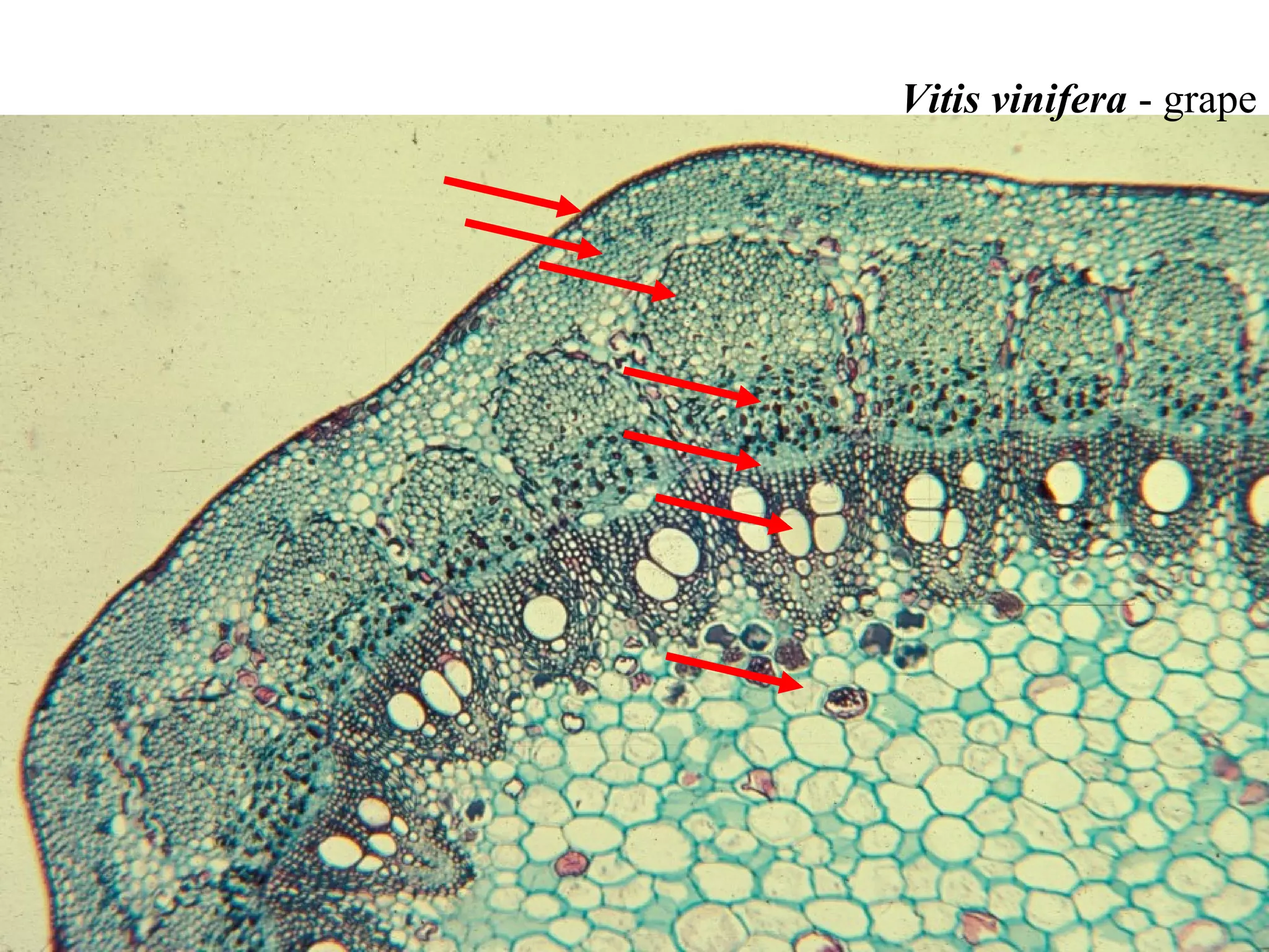 Vitis vinifera - grape
 