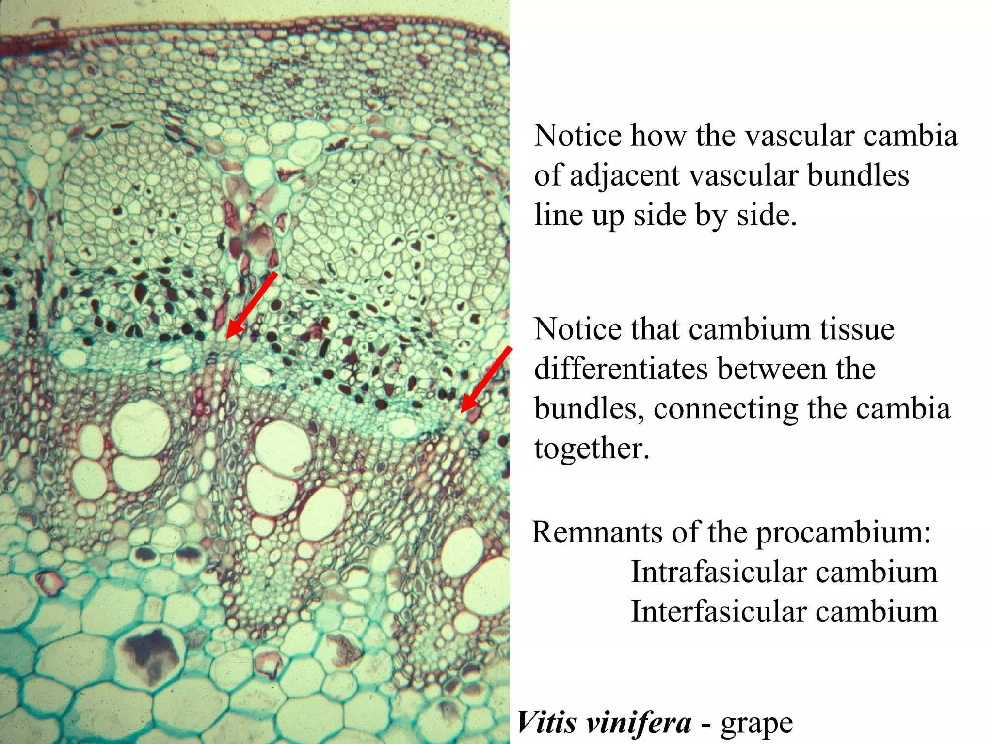 Notice how the vascular cambia
 of adjacent vascular bundles
 line up side by side.


 Notice that cambium tissue
 differentiates between the
 bundles, connecting the cambia
 together.

 Remnants of the procambium:
      Intrafasicular cambium
      Interfasicular cambium


Vitis vinifera - grape
 