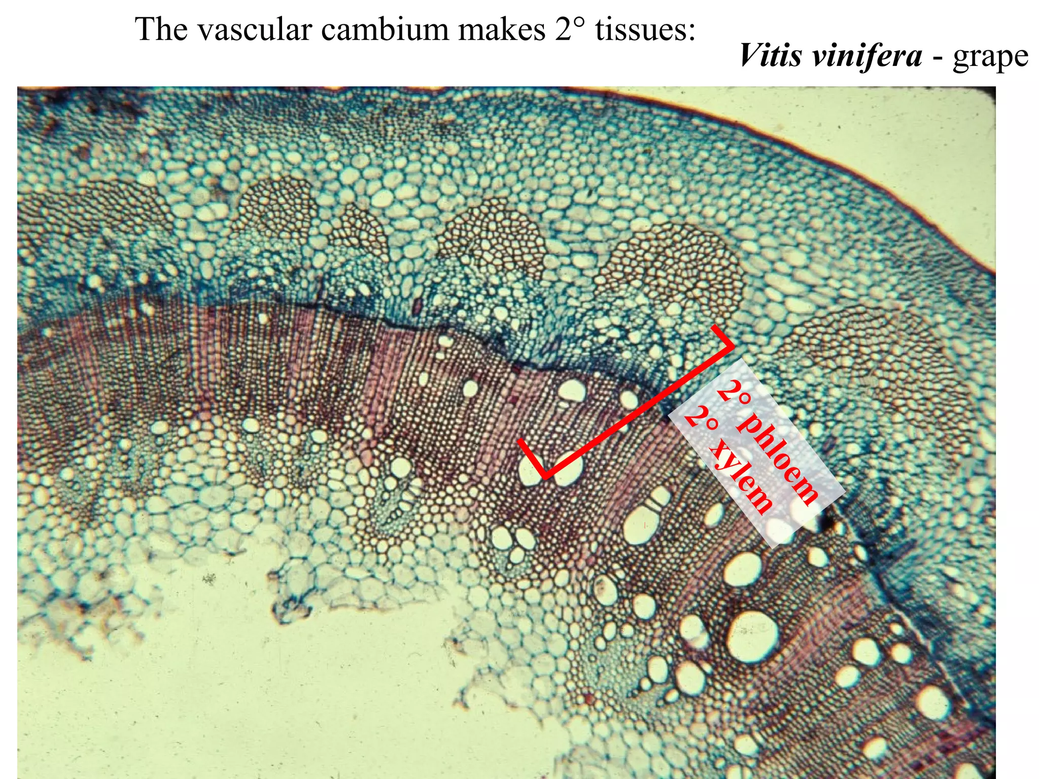 The vascular cambium makes 2° tissues:
                                         Vitis vinifera - grape




                                    2° xyl
                                      2°
                                      ph em
                                         loe
                                             m
 