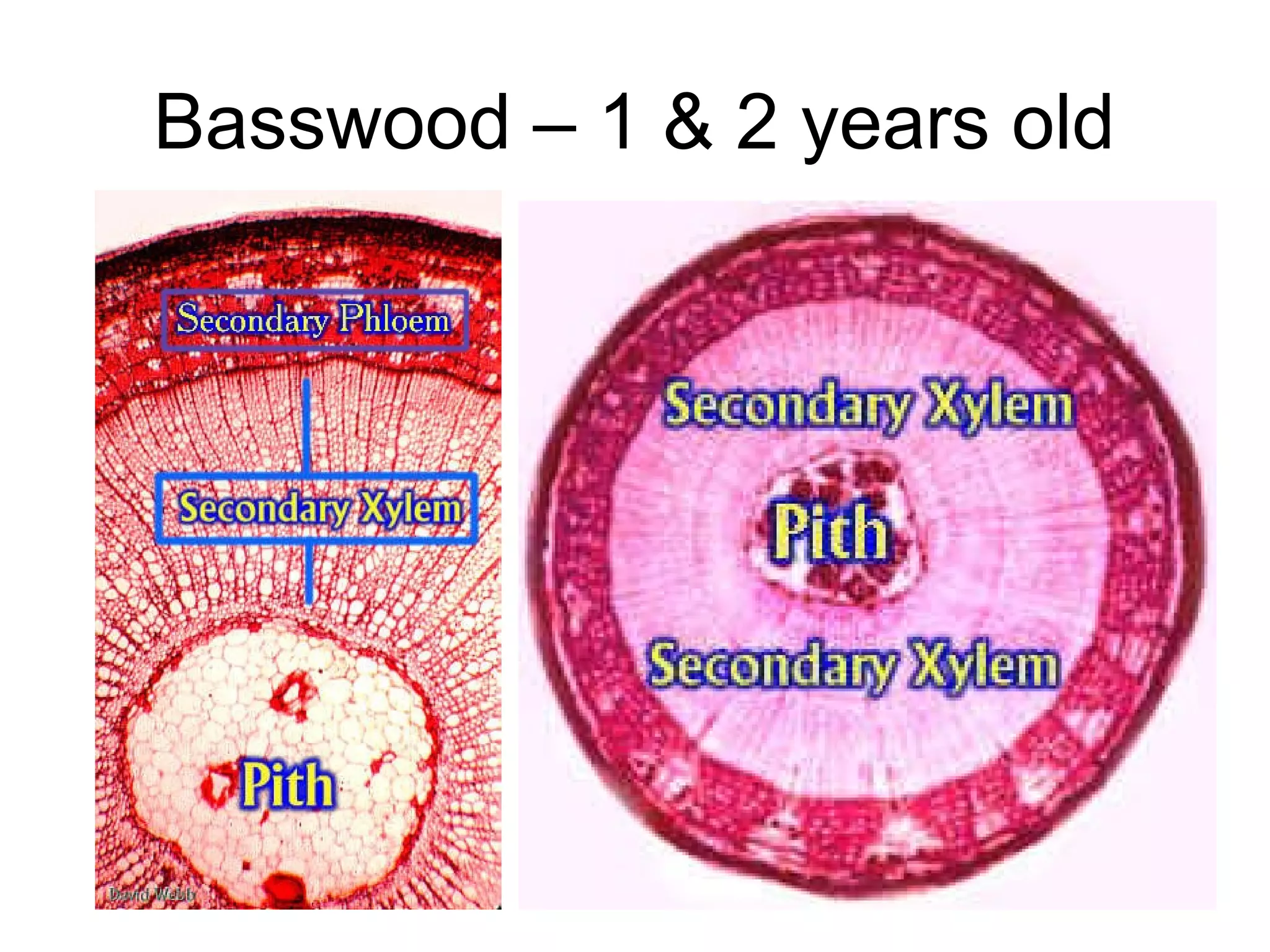 Basswood – 1 & 2 years old
 