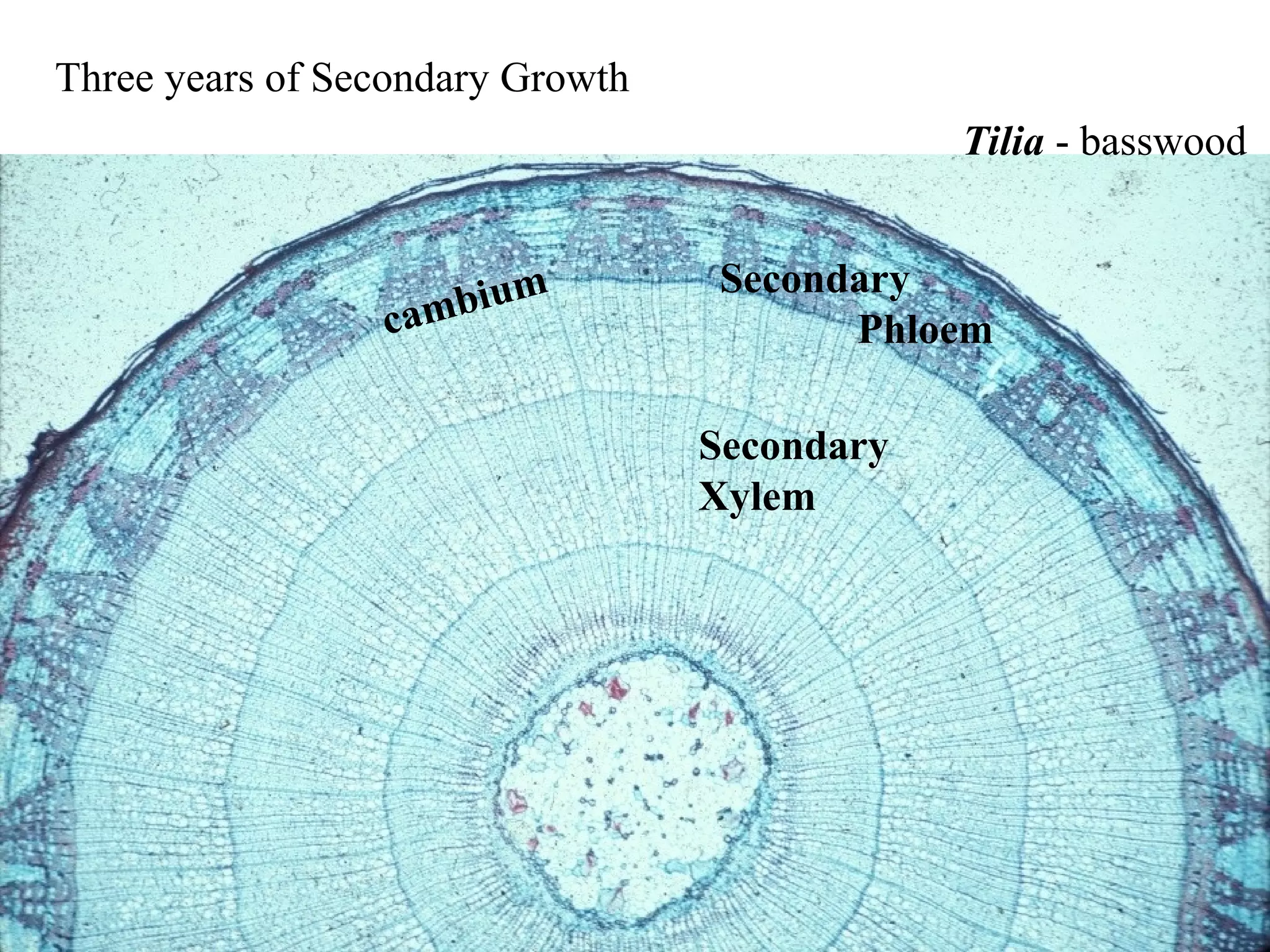 Three years of Secondary Growth
                                              Tilia - basswood


                                   Secondary
                 c ambium
                                         Phloem

                                  Secondary
                                  Xylem
 