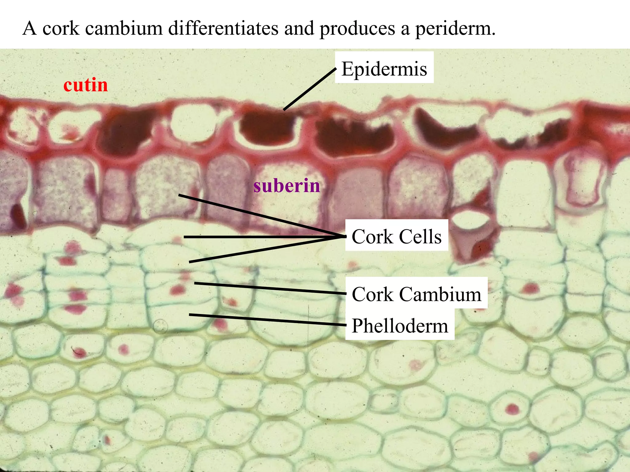 A cork cambium differentiates and produces a periderm.
                                    Epidermis
    cutin



                          suberin

                                     Cork Cells

                                     Cork Cambium
                                     Phelloderm
 