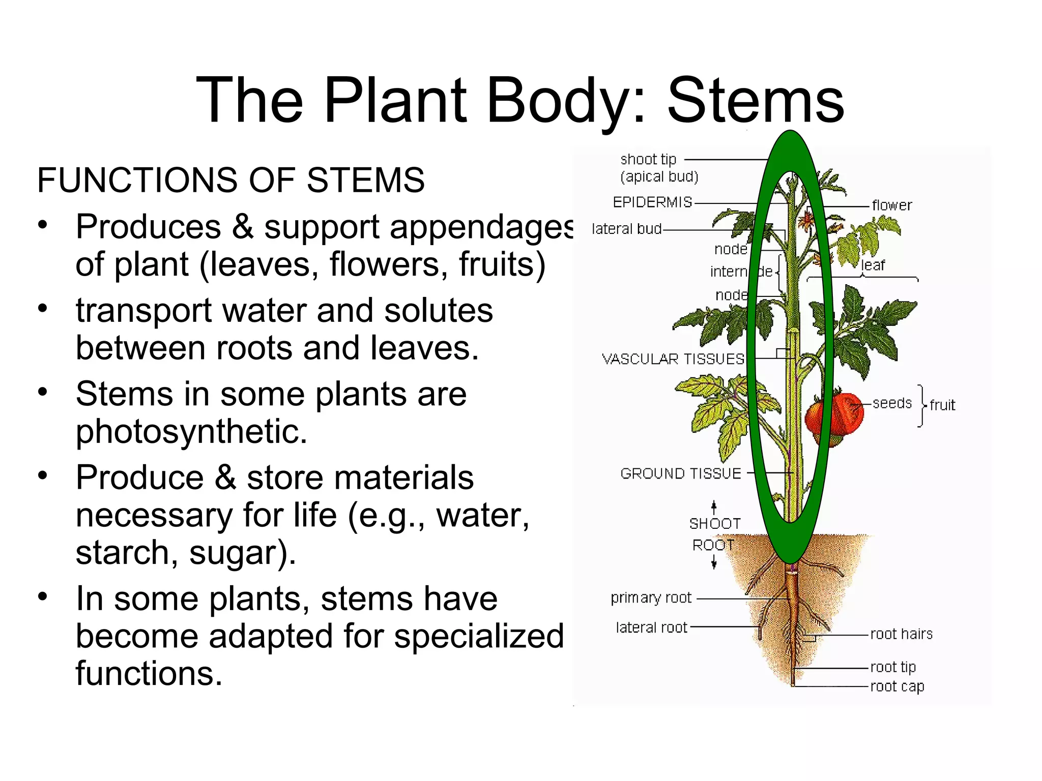 The Plant Body: Stems
FUNCTIONS OF STEMS
• Produces & support appendages
  of plant (leaves, flowers, fruits)
• transport water and solutes
  between roots and leaves.
• Stems in some plants are
  photosynthetic.
• Produce & store materials
  necessary for life (e.g., water,
  starch, sugar).
• In some plants, stems have
  become adapted for specialized
  functions.
 