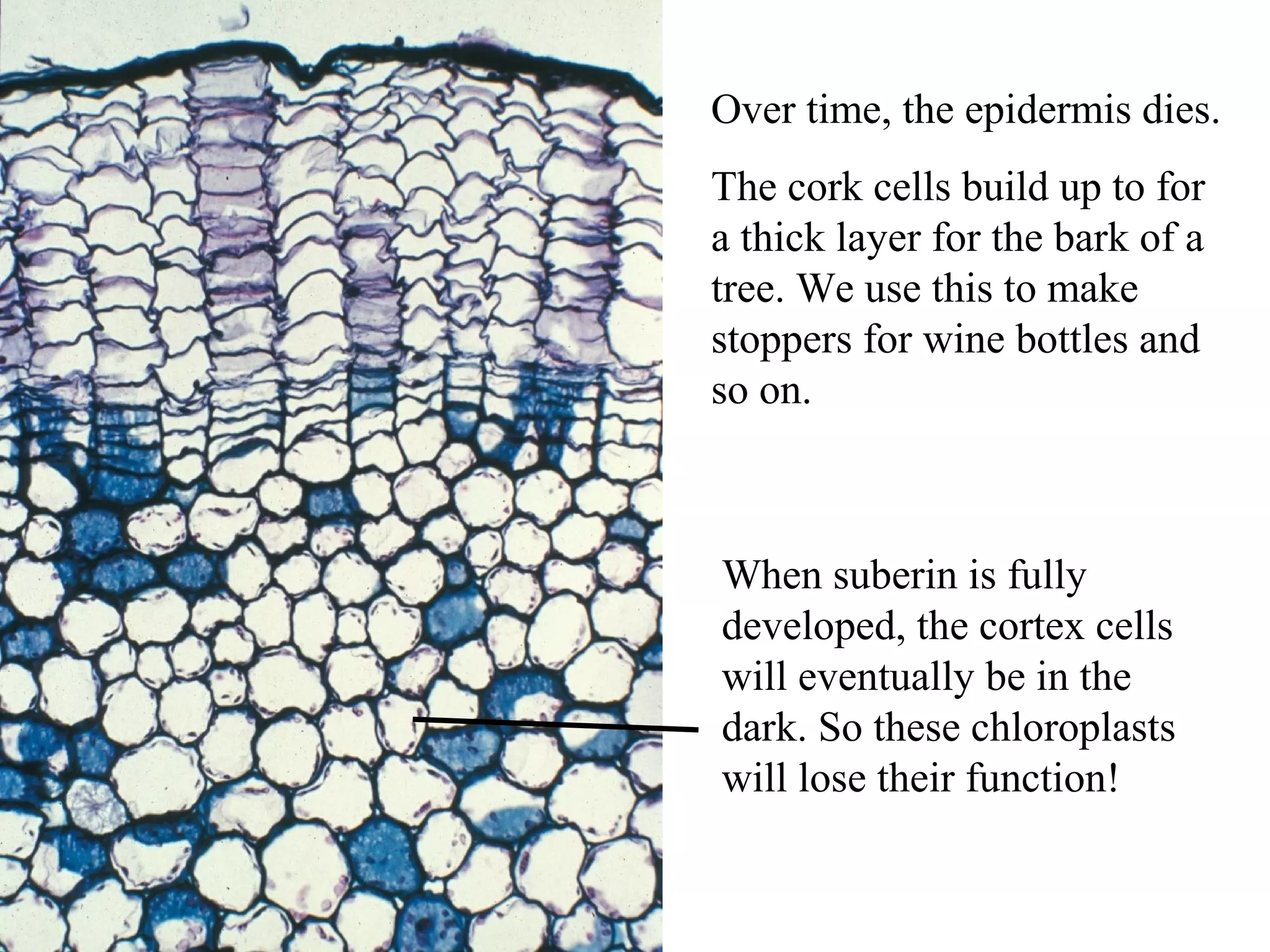 Over time, the epidermis dies.
The cork cells build up to for
a thick layer for the bark of a
tree. We use this to make
stoppers for wine bottles and
so on.



When suberin is fully
developed, the cortex cells
will eventually be in the
dark. So these chloroplasts
will lose their function!
 