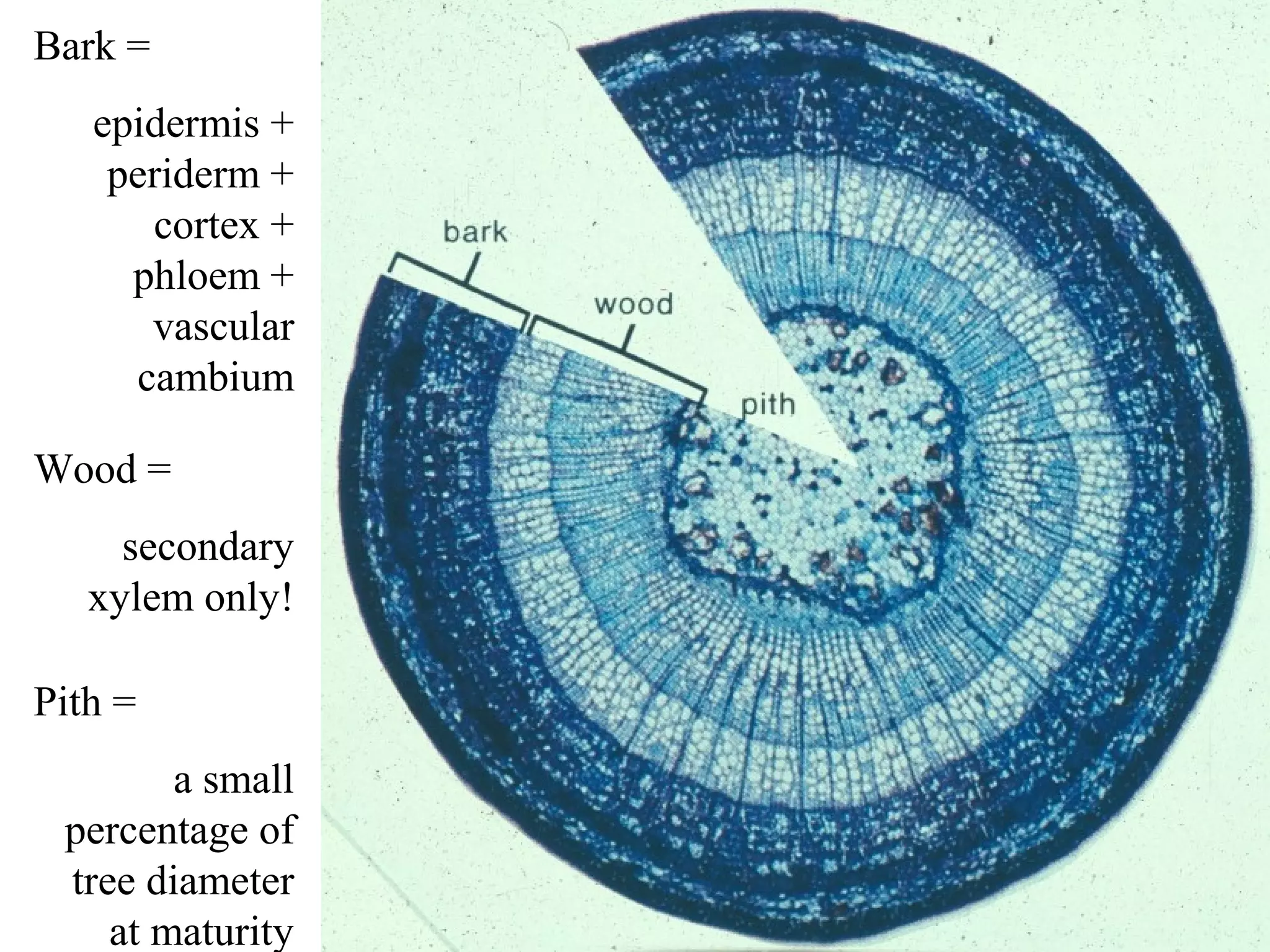 Bark =
   epidermis +
    periderm +
      cortex +
     phloem +
      vascular
     cambium

Wood =
     secondary
   xylem only!

Pith =
        a small
 percentage of
 tree diameter
    at maturity
 