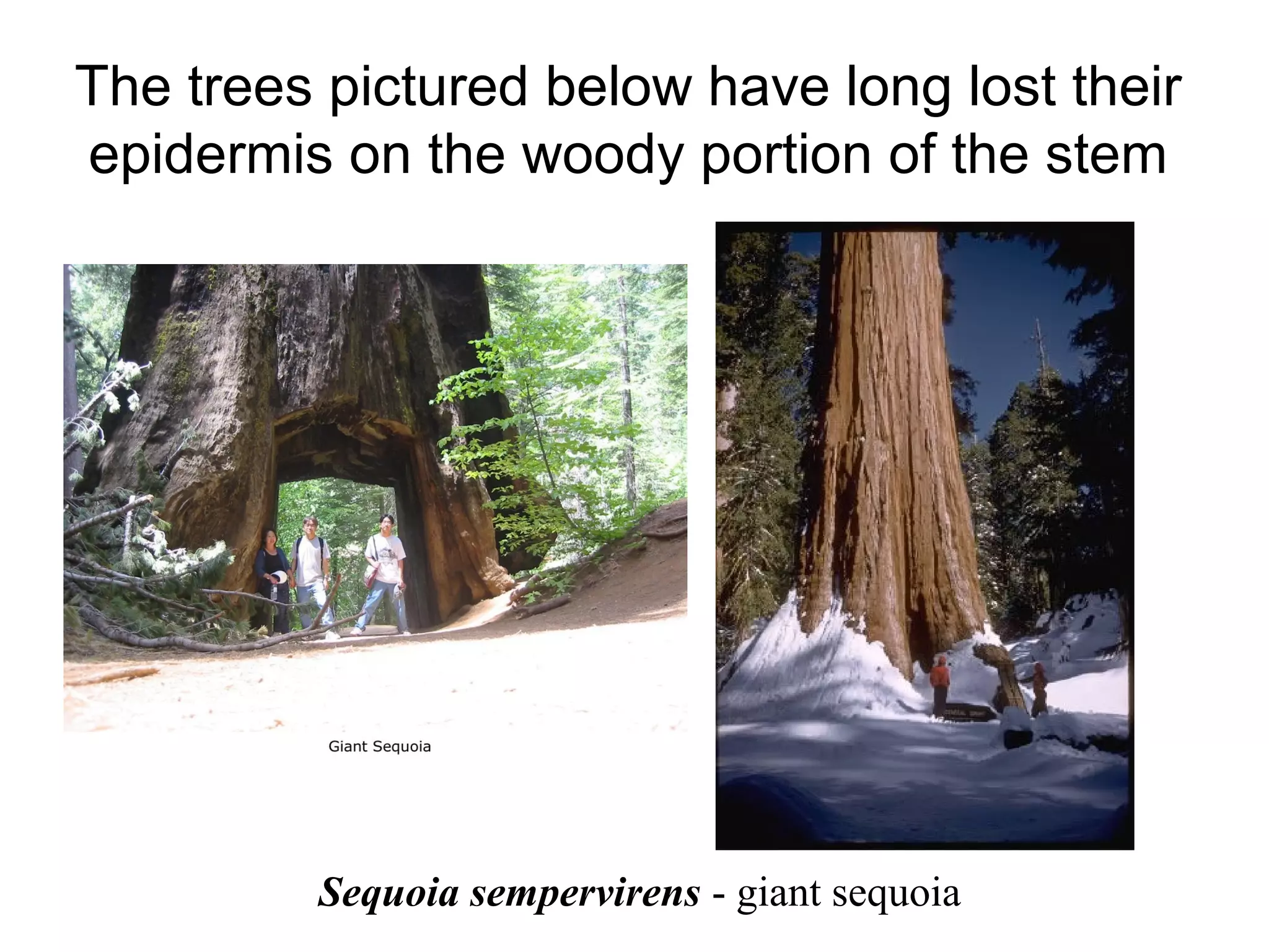 The trees pictured below have long lost their
epidermis on the woody portion of the stem




         Sequoia sempervirens - giant sequoia
 