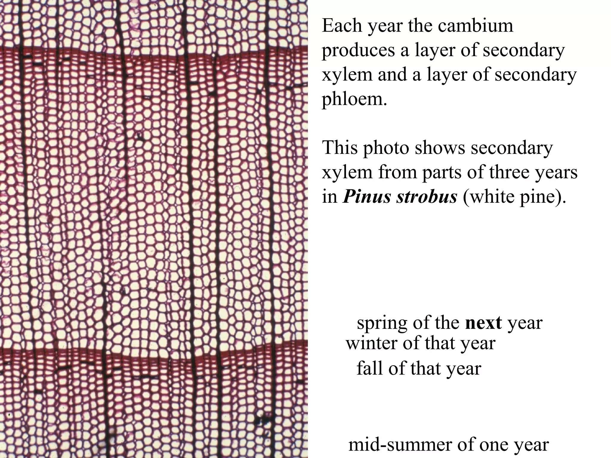 Each year the cambium
produces a layer of secondary
xylem and a layer of secondary
phloem.

This photo shows secondary
xylem from parts of three years
in Pinus strobus (white pine).




   spring of the next year
  winter of that year
   fall of that year


   mid-summer of one year
 