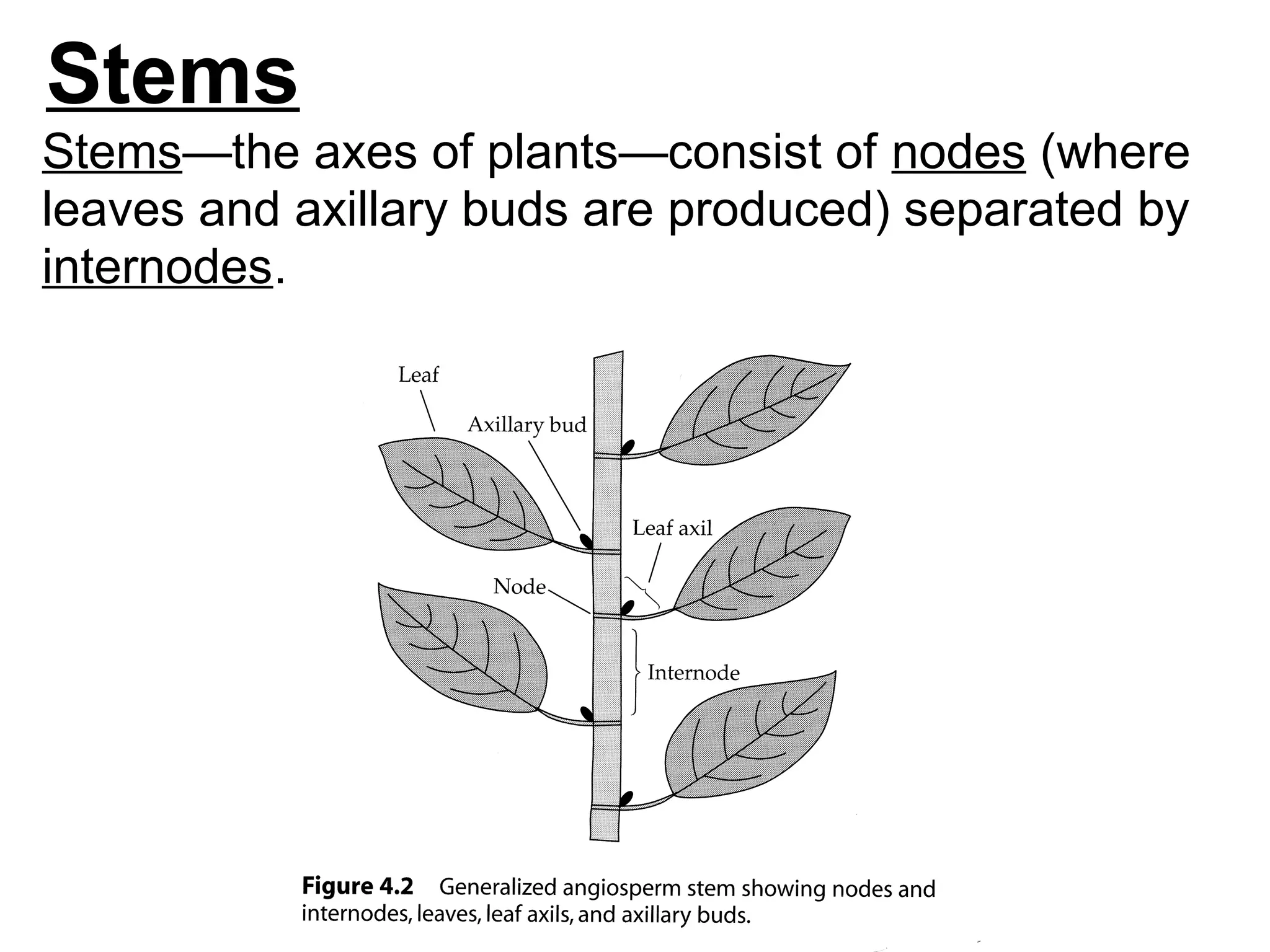 Stems
Stems—the axes of plants—consist of nodes (where
leaves and axillary buds are produced) separated by
internodes.
 