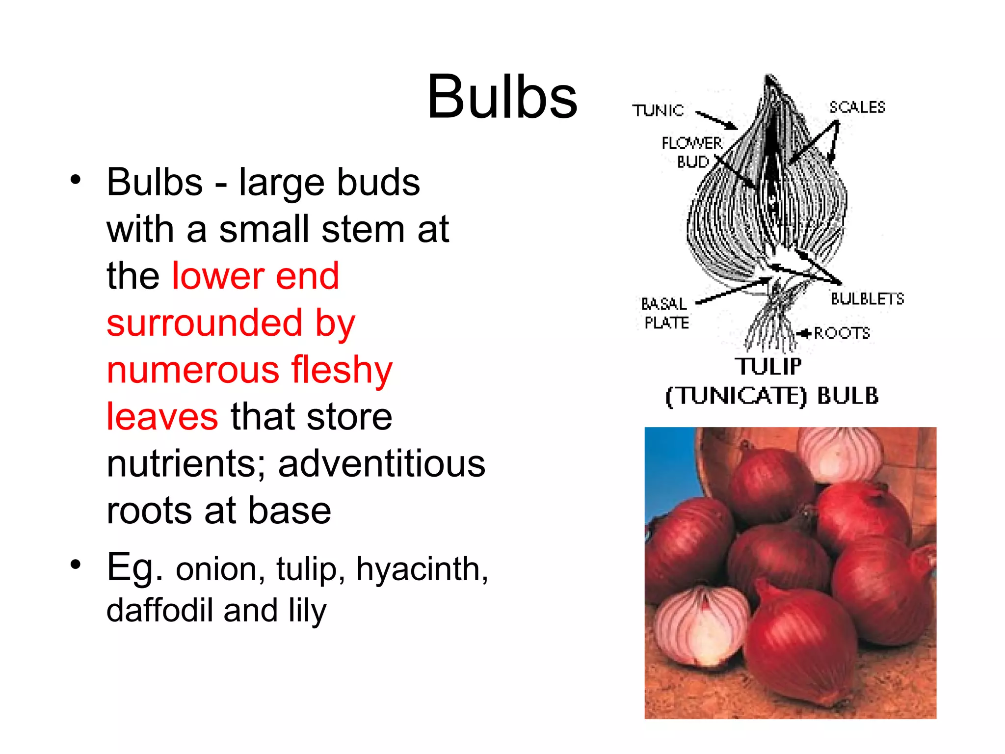 Bulbs
• Bulbs - large buds
  with a small stem at
  the lower end
  surrounded by
  numerous fleshy
  leaves that store
  nutrients; adventitious
  roots at base
• Eg. onion, tulip, hyacinth,
  daffodil and lily
 