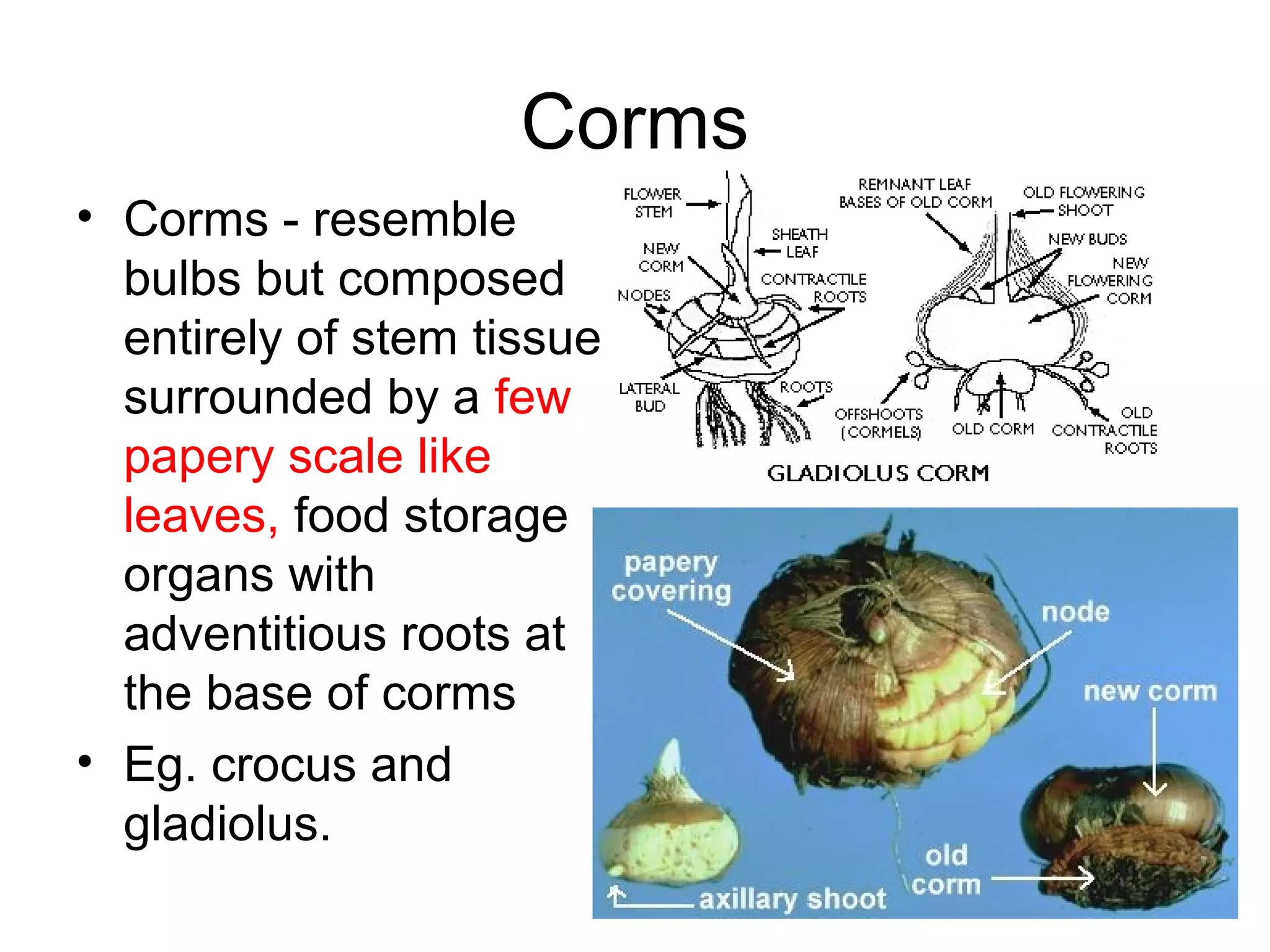 Corms
• Corms - resemble
  bulbs but composed
  entirely of stem tissue
  surrounded by a few
  papery scale like
  leaves, food storage
  organs with
  adventitious roots at
  the base of corms
• Eg. crocus and
  gladiolus.
 
