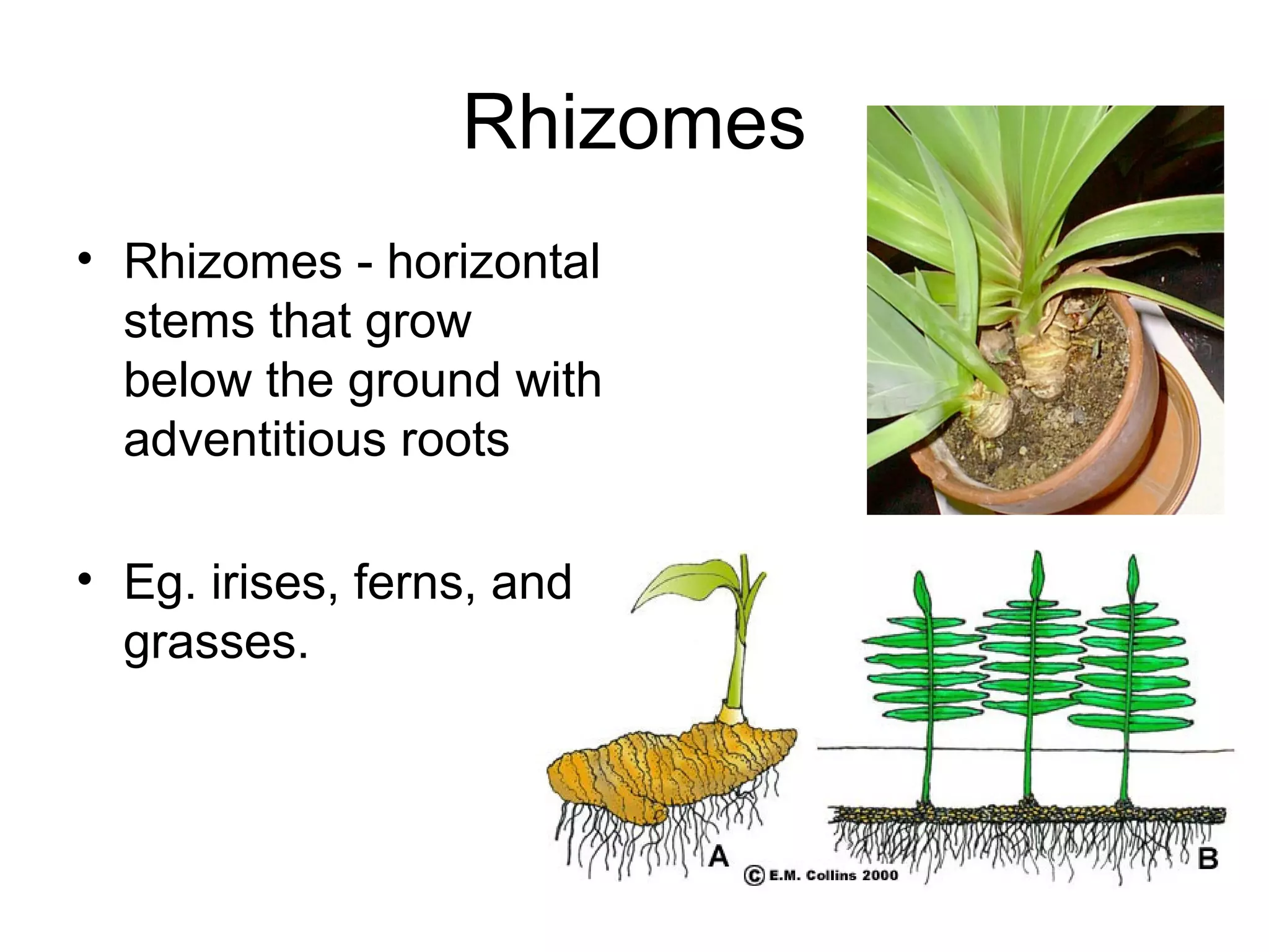 Rhizomes
• Rhizomes - horizontal
  stems that grow
  below the ground with
  adventitious roots

• Eg. irises, ferns, and
  grasses.
 
