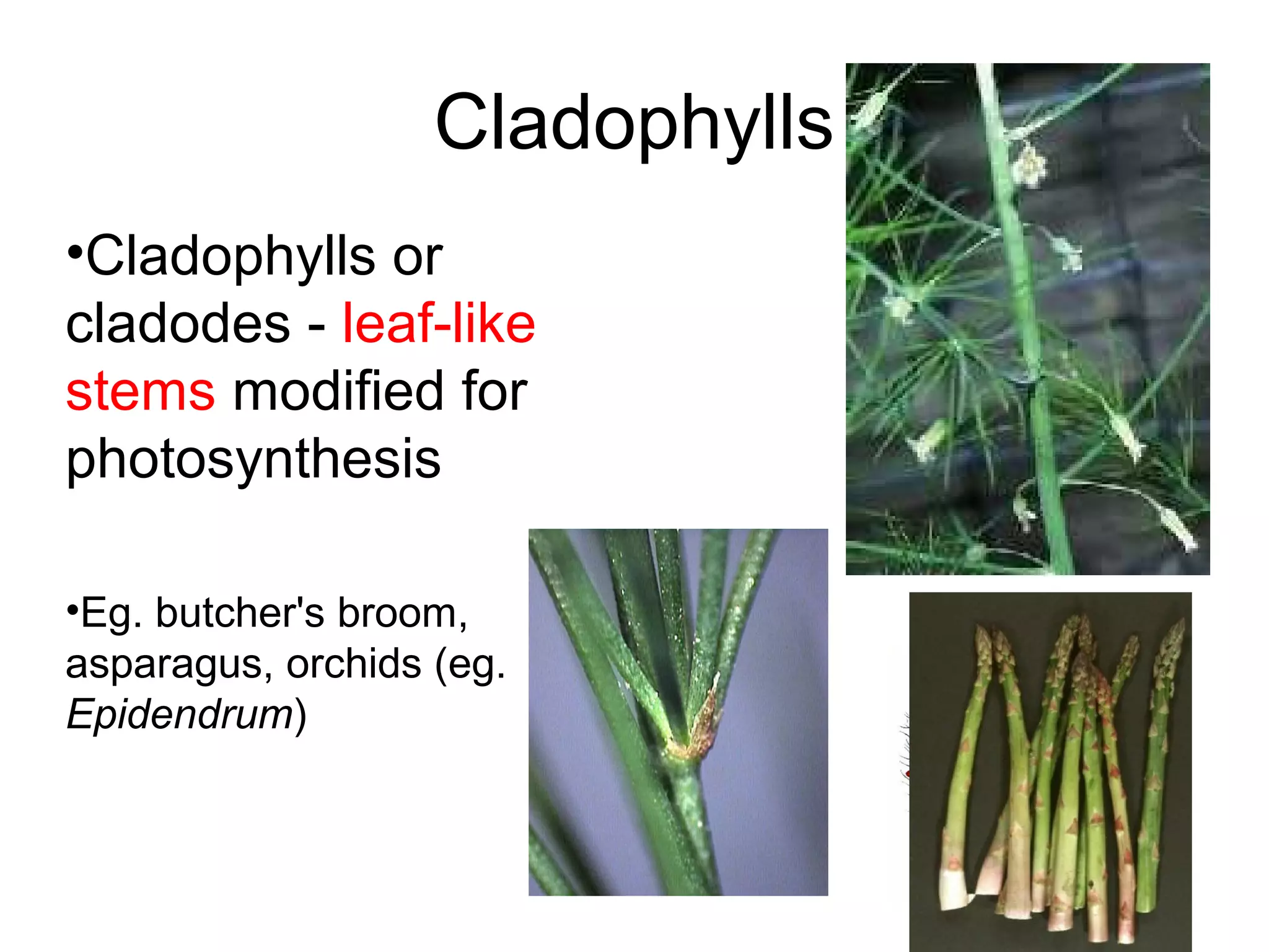 Cladophylls
•Cladophylls or
cladodes - leaf-like
stems modified for
photosynthesis

•Eg. butcher's broom,
asparagus, orchids (eg.
Epidendrum)
 