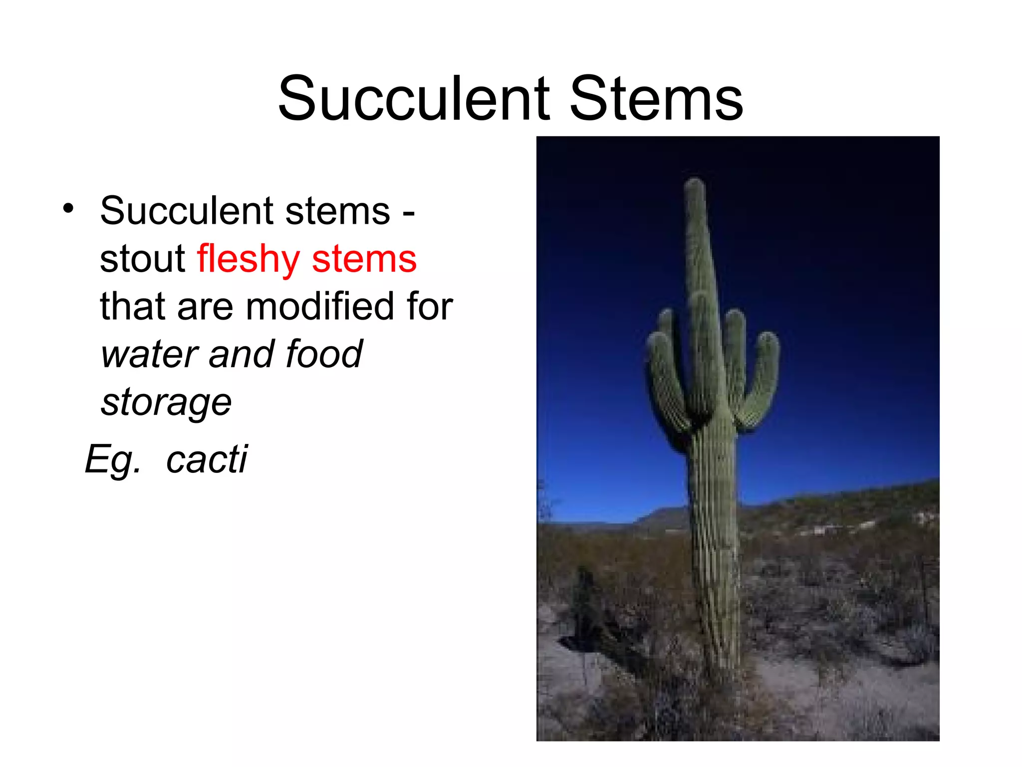 Succulent Stems
• Succulent stems -
  stout fleshy stems
  that are modified for
  water and food
  storage
 Eg. cacti
 