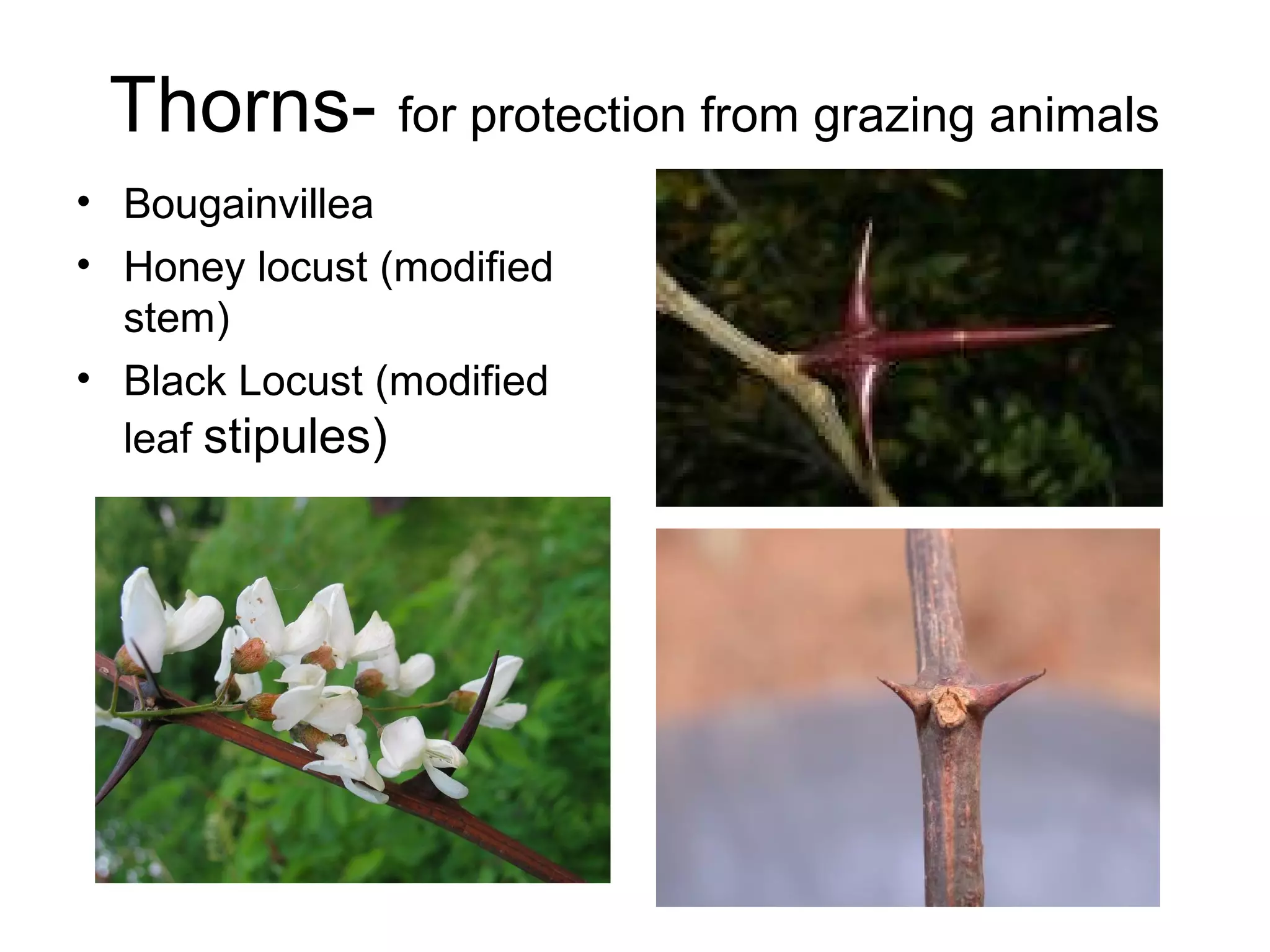 Thorns- for protection from grazing animals
• Bougainvillea
• Honey locust (modified
  stem)
• Black Locust (modified
  leaf stipules)
 