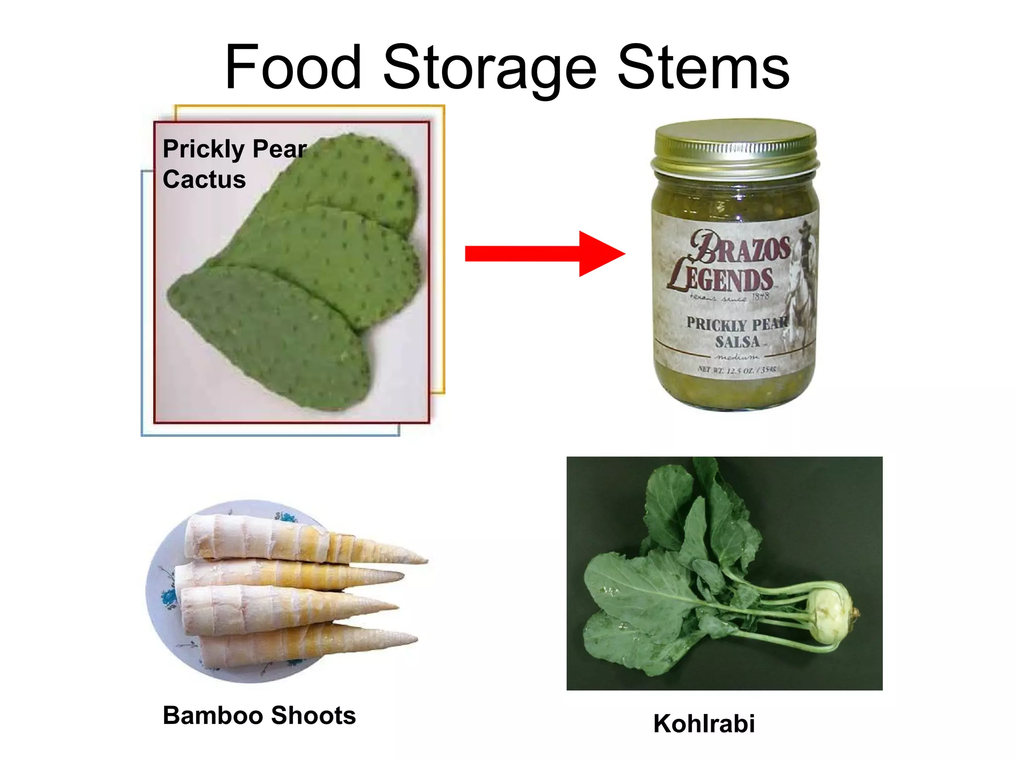 Food Storage Stems
Prickly Pear
Cactus




Bamboo Shoots     Kohlrabi
 