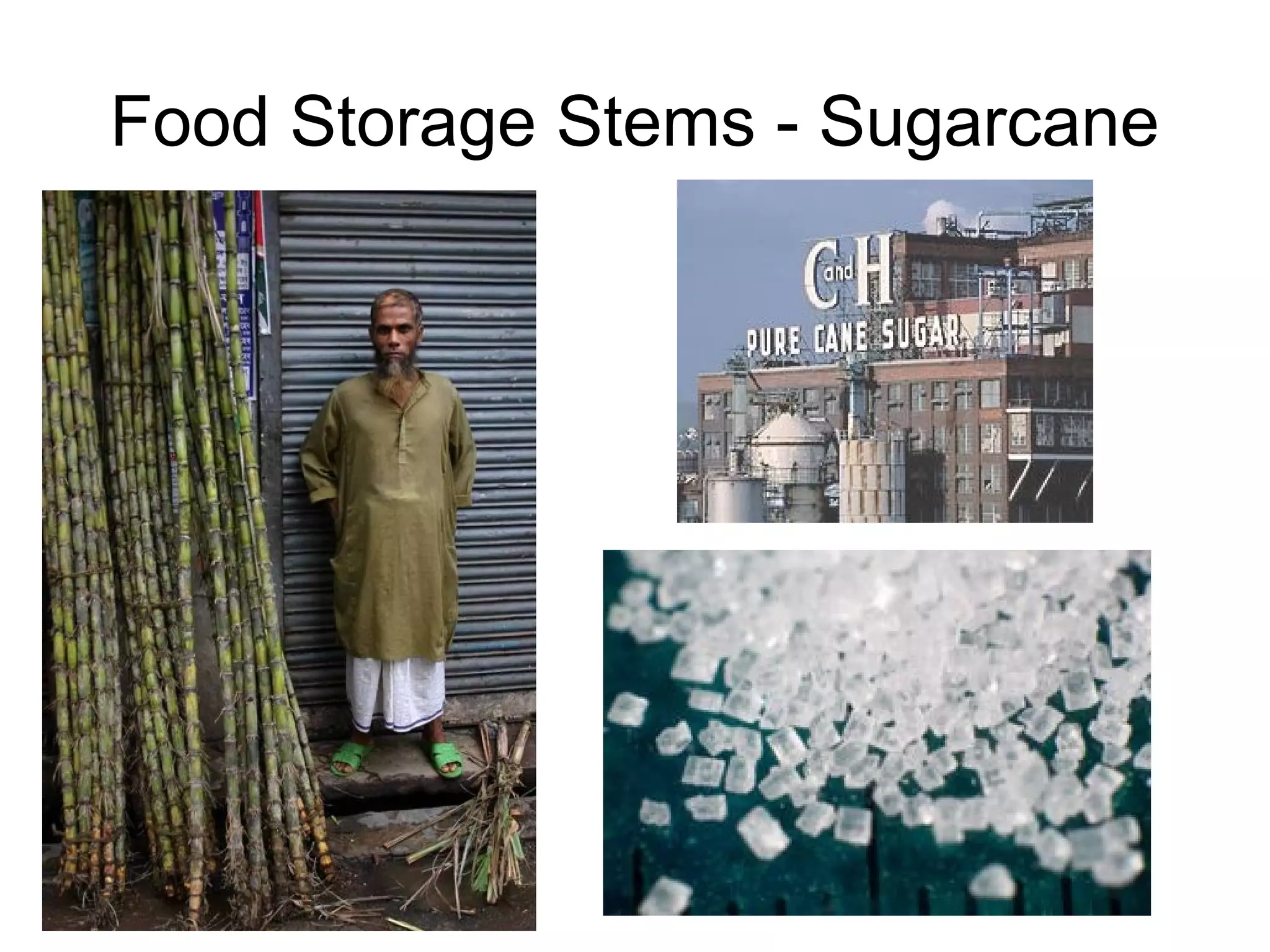 Food Storage Stems - Sugarcane
 