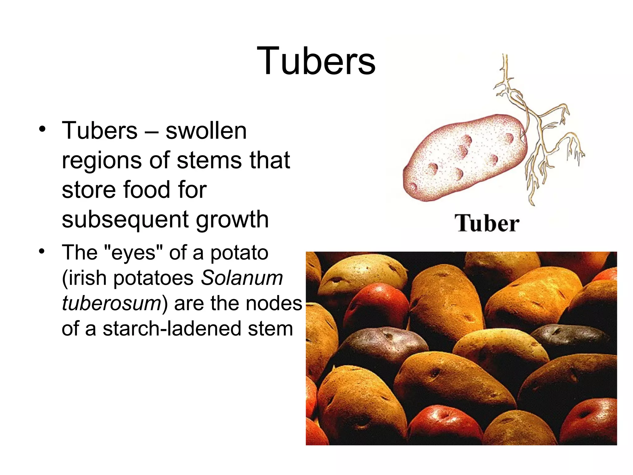 Tubers
• Tubers – swollen
  regions of stems that
  store food for
  subsequent growth
• The "eyes" of a potato
  (irish potatoes Solanum
  tuberosum) are the nodes
  of a starch-ladened stem
 