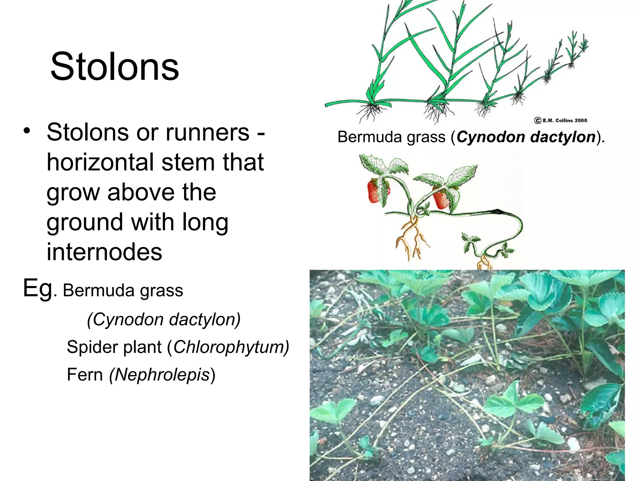 Stolons
• Stolons or runners -            Bermuda grass (Cynodon dactylon).
  horizontal stem that
  grow above the
  ground with long
  internodes
Eg. Bermuda grass
      (Cynodon dactylon)
    Spider plant (Chlorophytum)
    Fern (Nephrolepis)
 