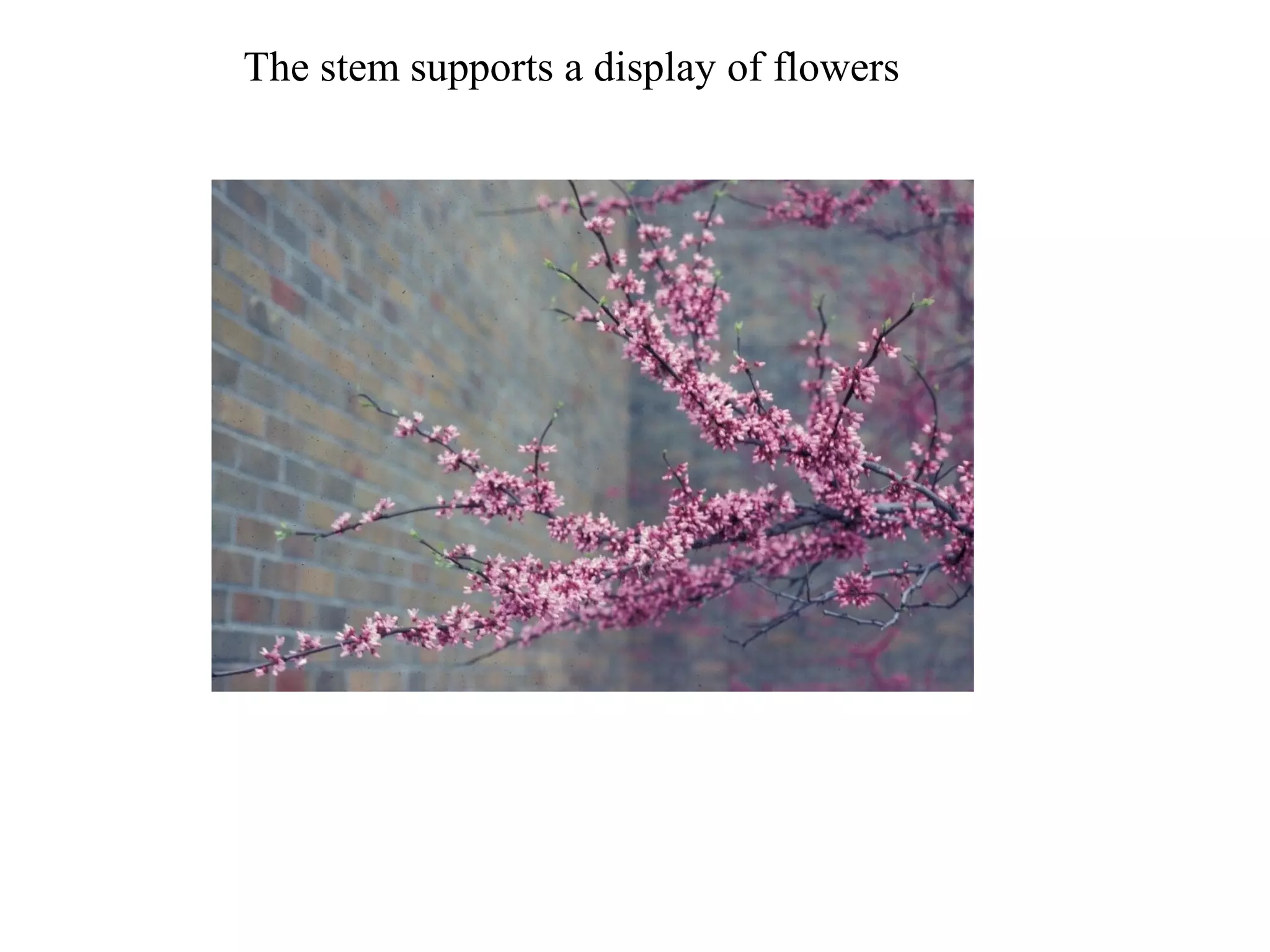The stem supports a display of flowers
 