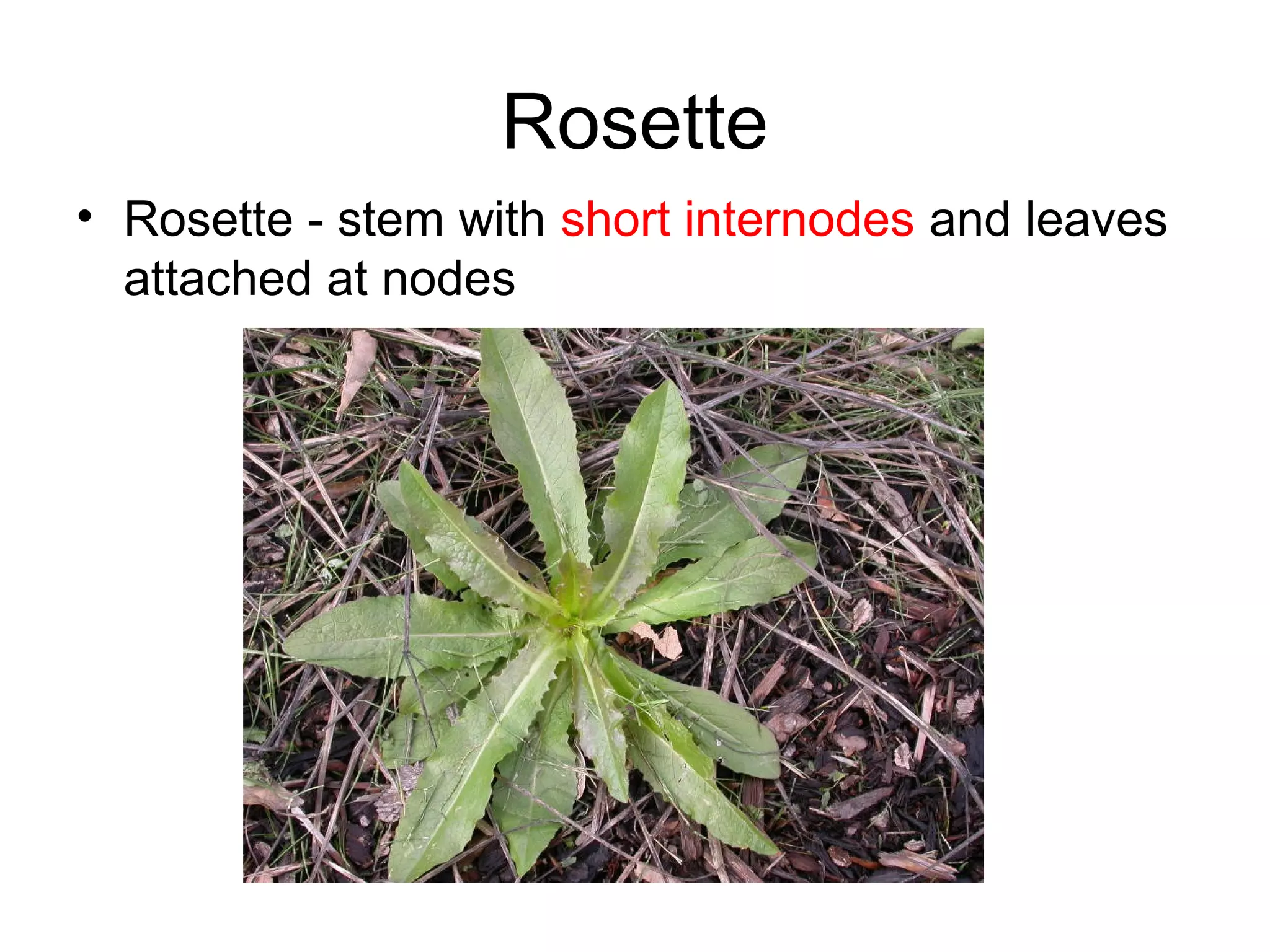 Rosette
• Rosette - stem with short internodes and leaves
  attached at nodes
 
