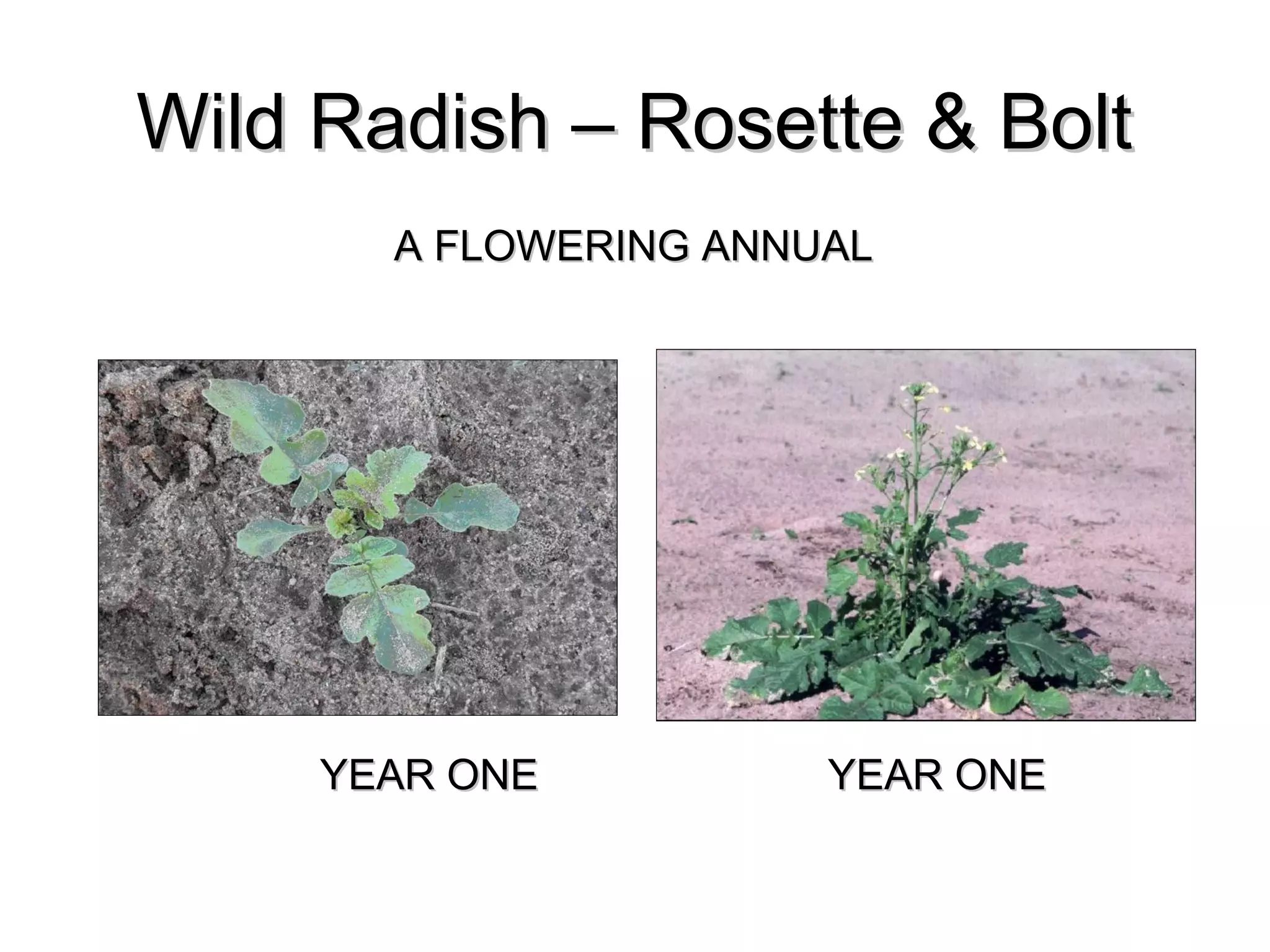 Wild Radish – Rosette & Bolt
       A FLOWERING ANNUAL




     YEAR ONE          YEAR ONE
 