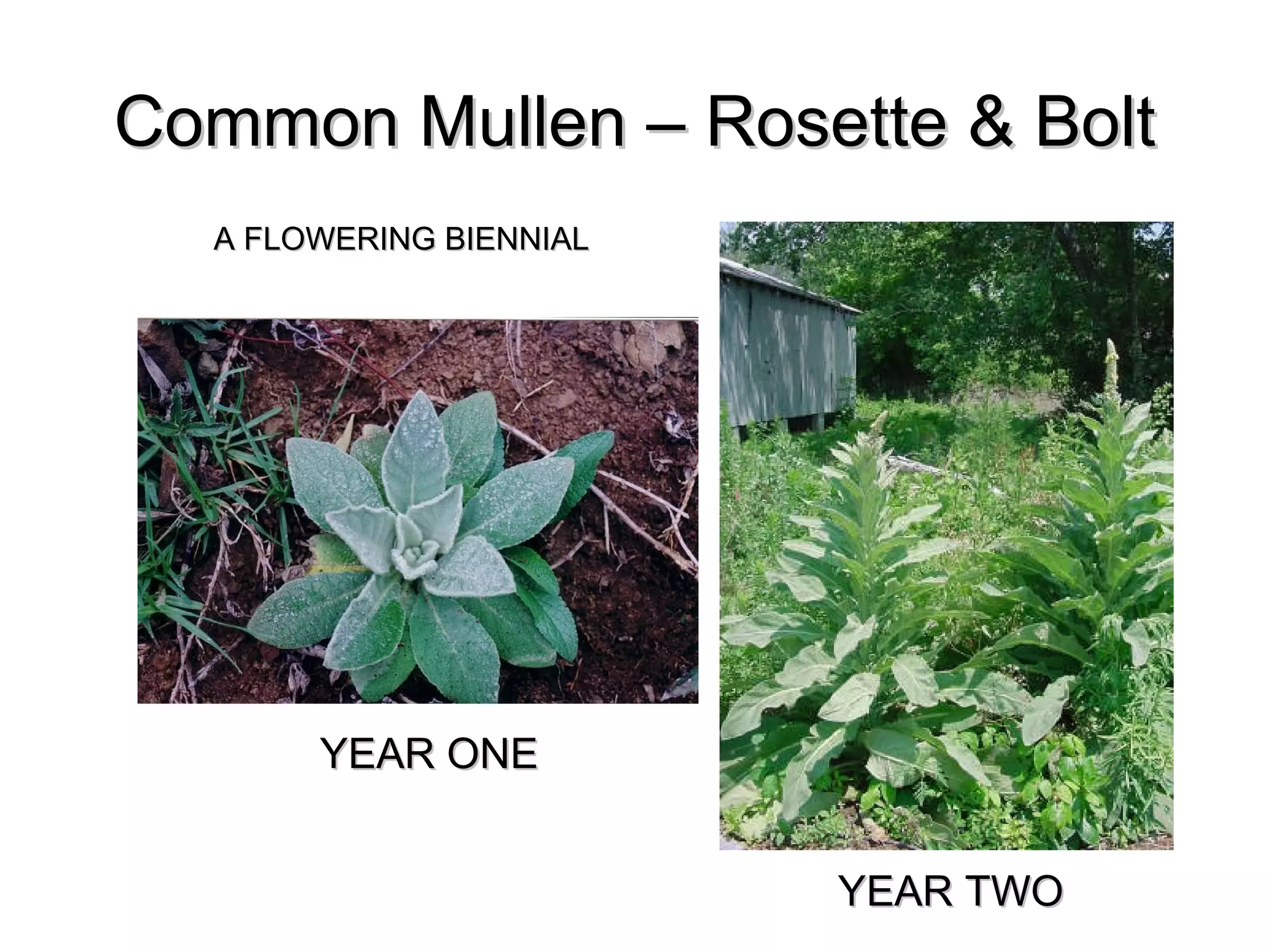 Common Mullen – Rosette & Bolt
  A FLOWERING BIENNIAL




       YEAR ONE


                         YEAR TWO
 