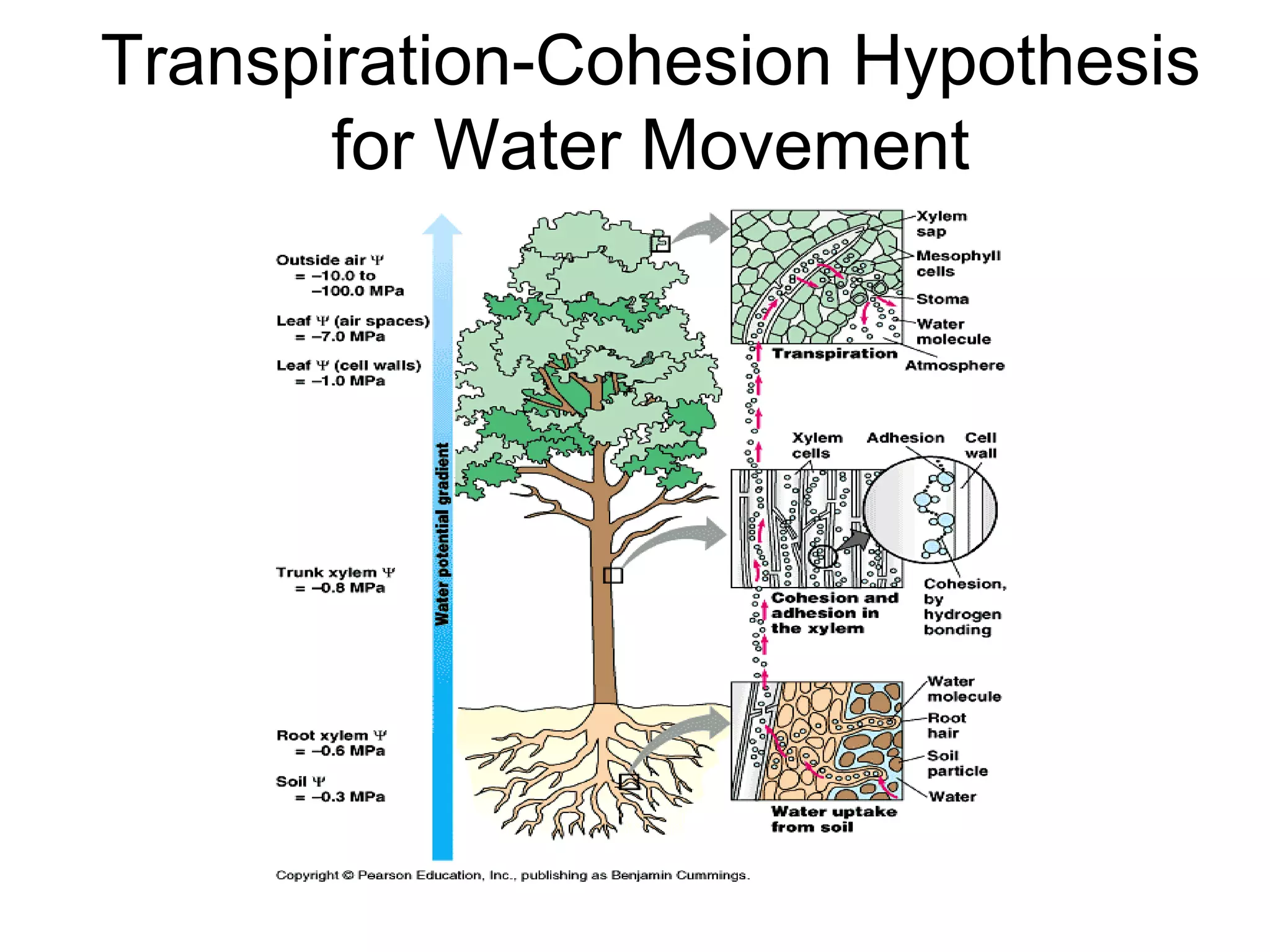 Transpiration-Cohesion Hypothesis
       for Water Movement
 