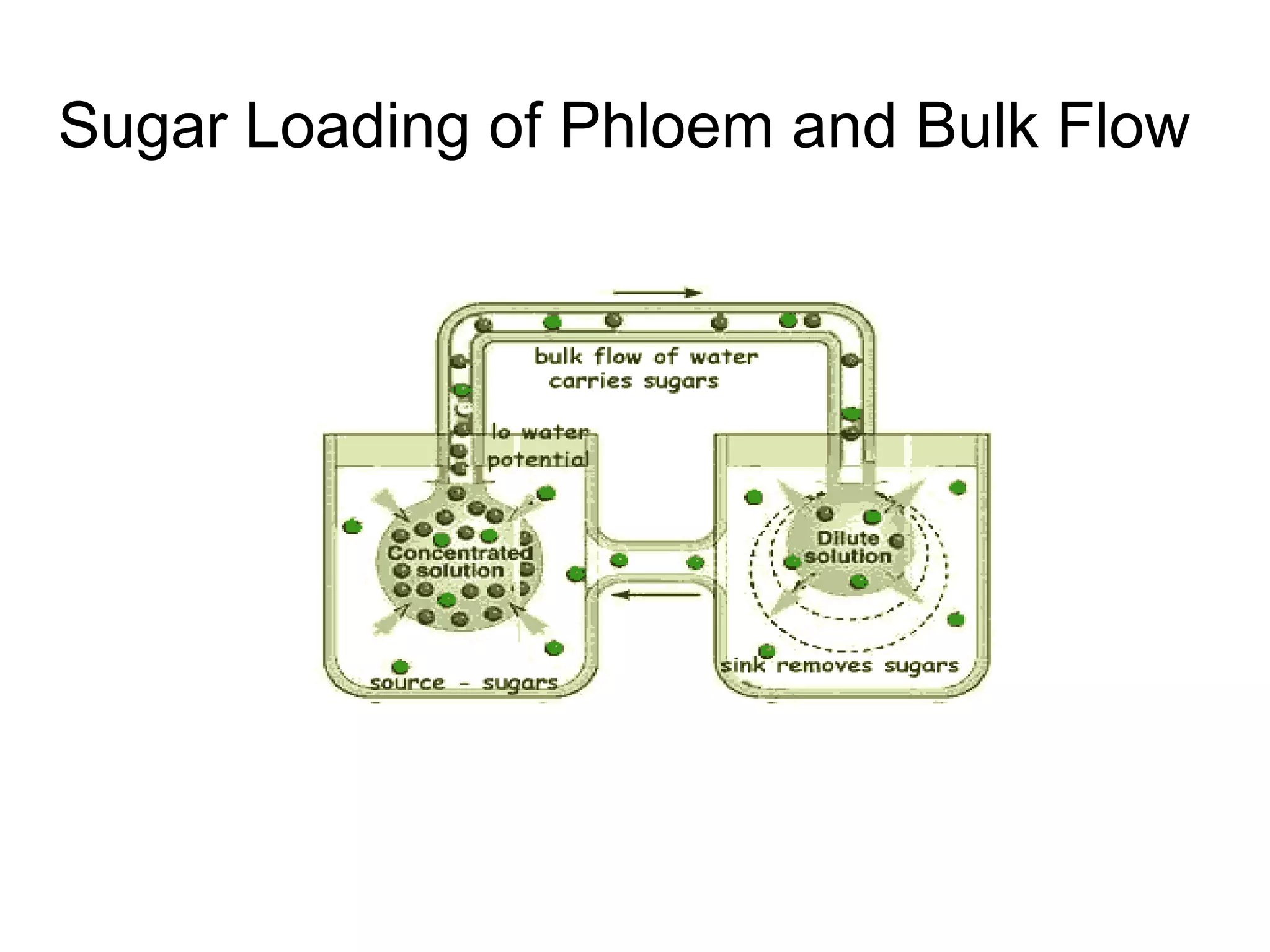 Sugar Loading of Phloem and Bulk Flow
 