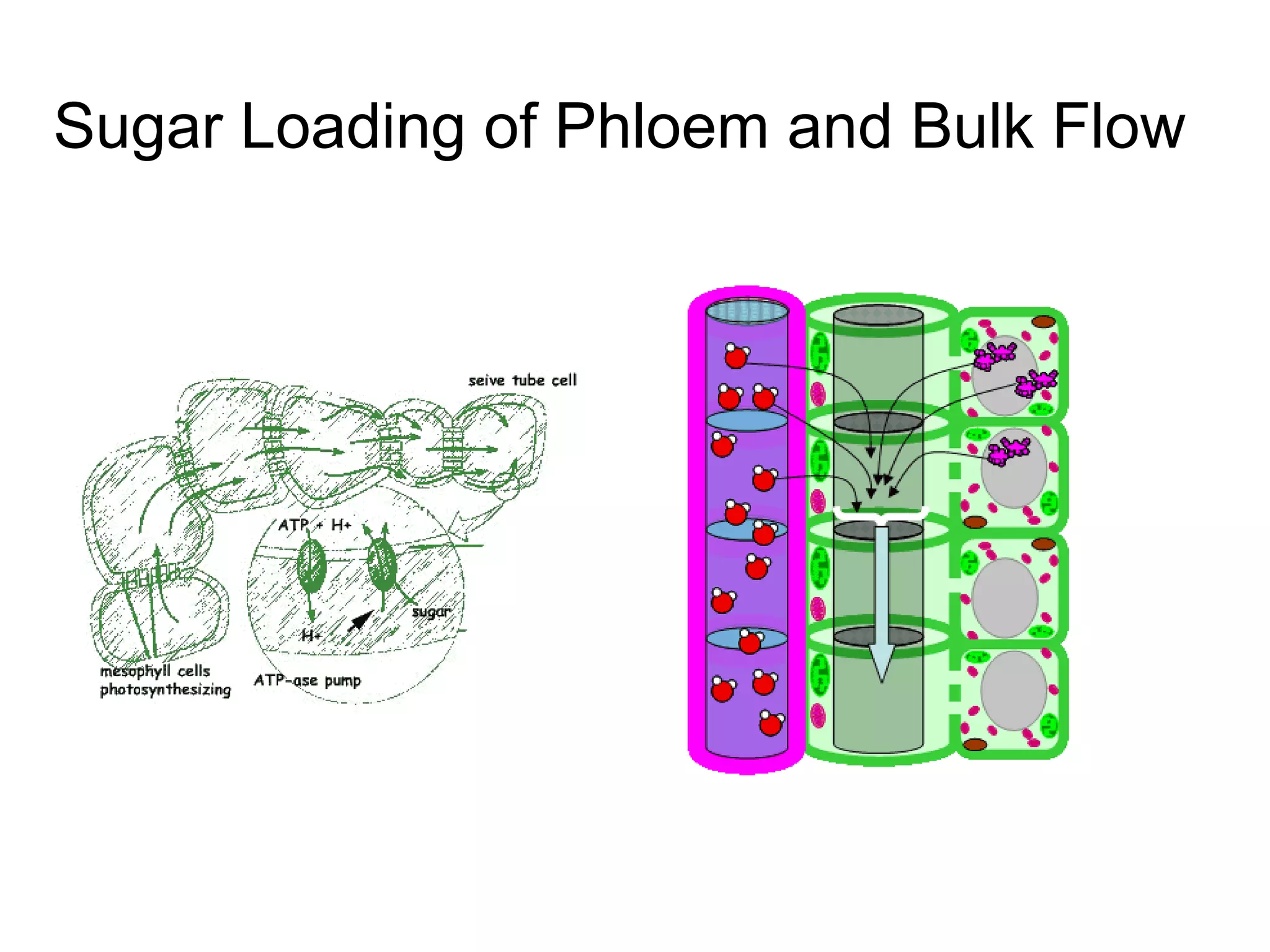 Sugar Loading of Phloem and Bulk Flow
 