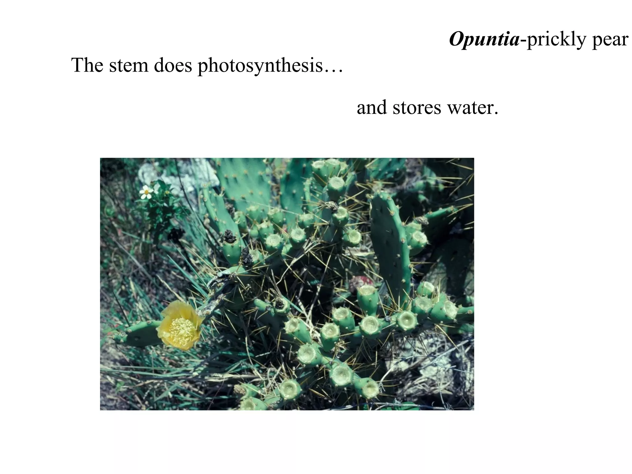 Opuntia-prickly pear
The stem does photosynthesis…

                                and stores water.
 