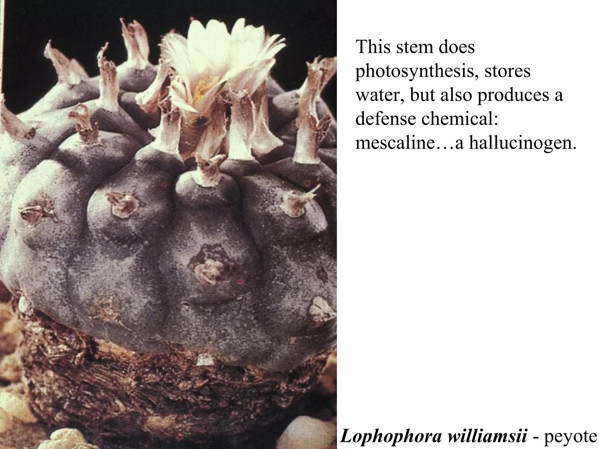 This stem does
 photosynthesis, stores
 water, but also produces a
 defense chemical:
 mescaline…a hallucinogen.




Lophophora williamsii - peyote
 