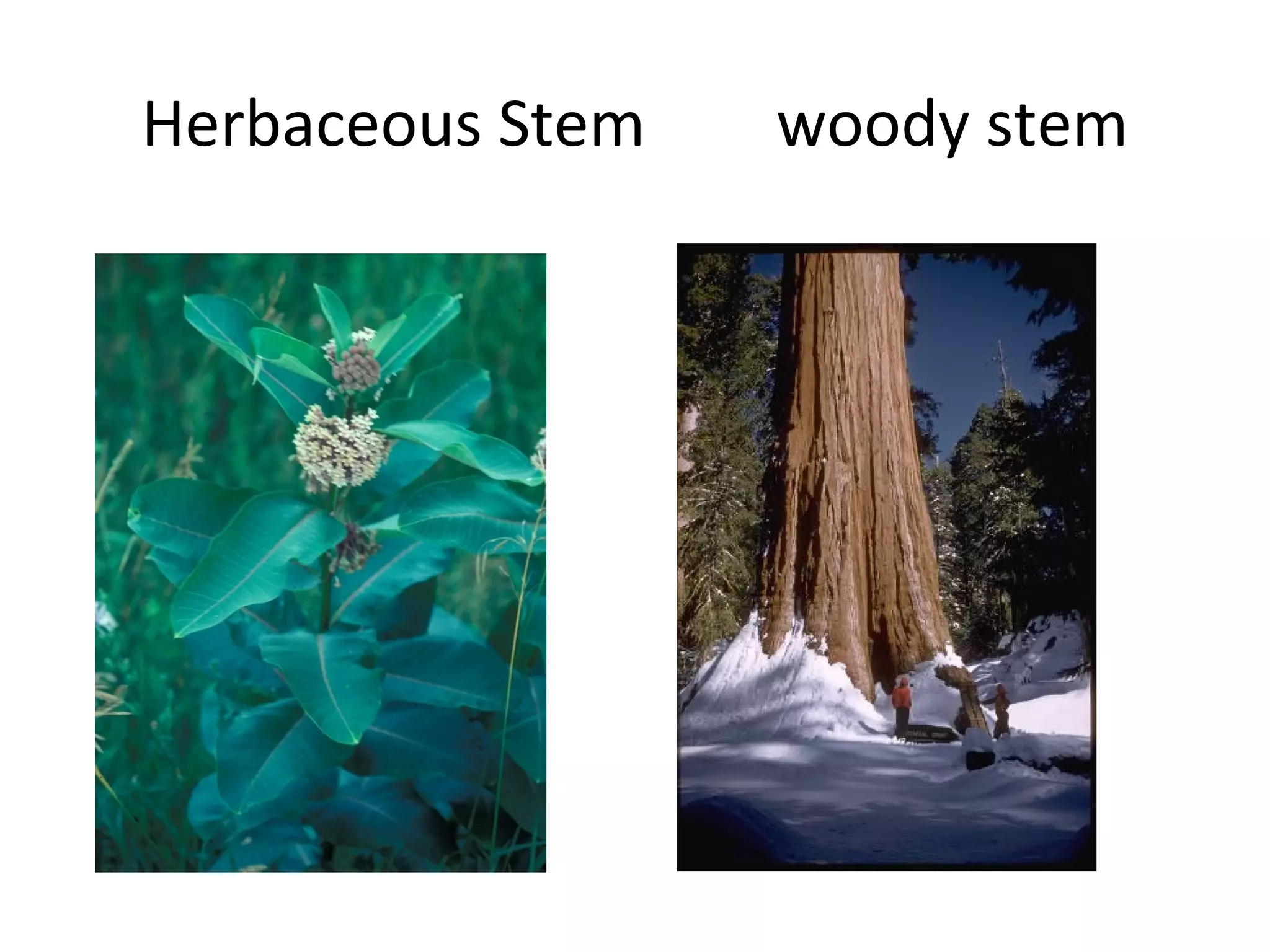 Herbaceous Stem   woody stem
 