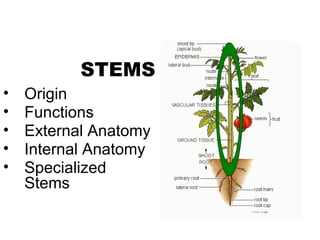 STEMS
•   Origin
•   Functions
•   External Anatomy
•   Internal Anatomy
•   Specialized
    Stems
 