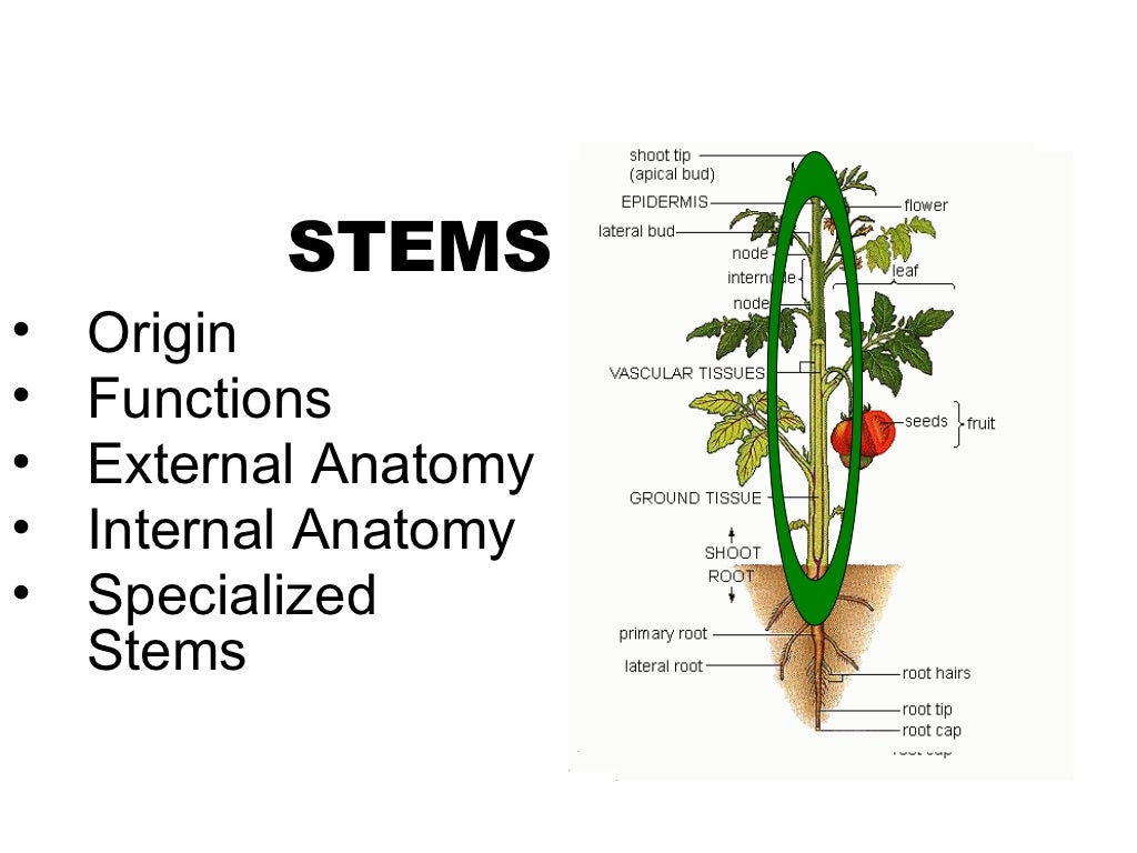 Stems 100926175806phpapp02