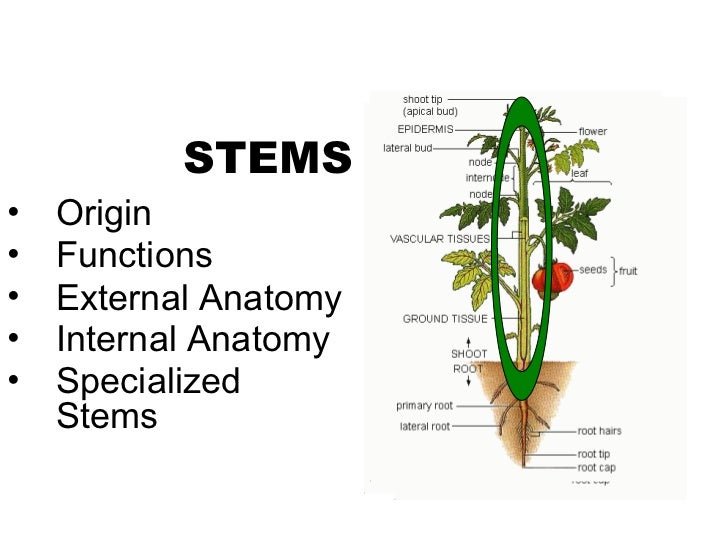 Stems 100926175806phpapp02