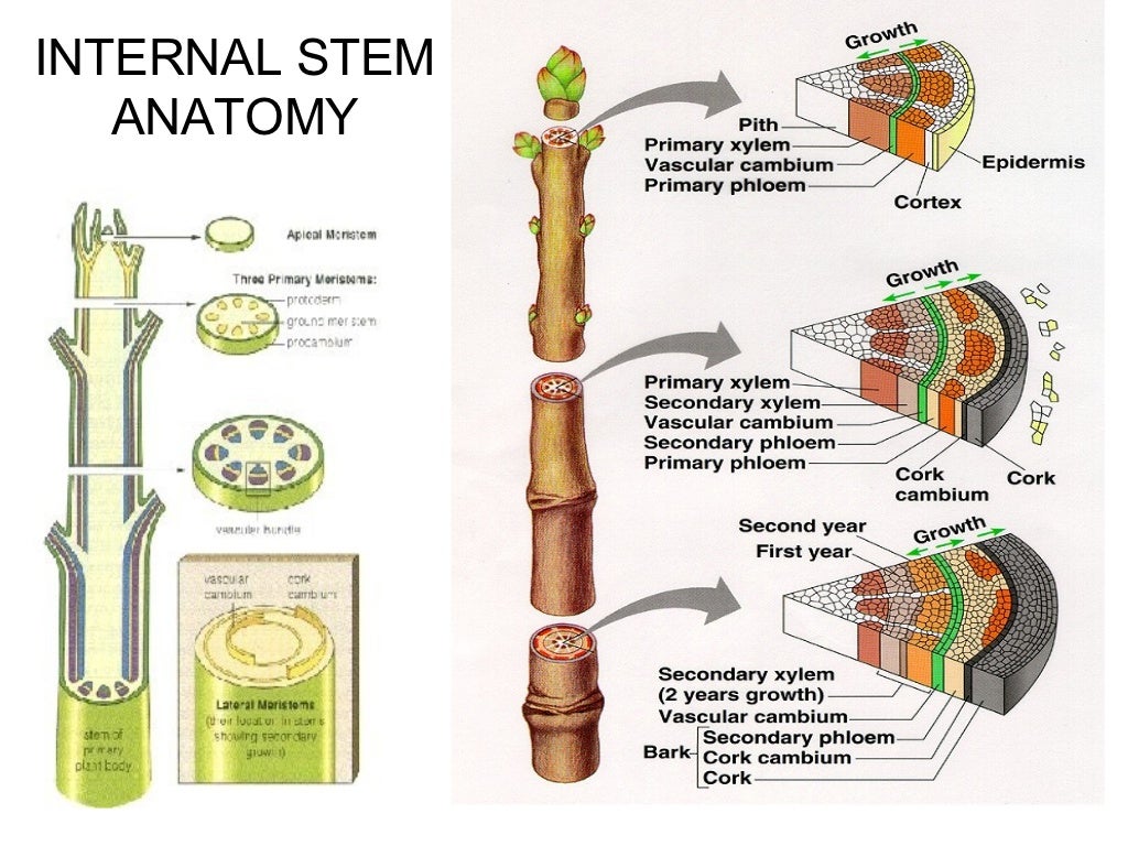 Stems 100926175806phpapp02