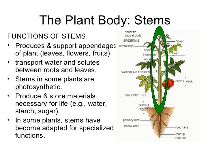 Stems 100926175806phpapp02