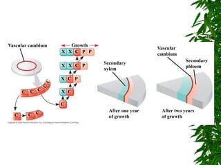 Vascular cambium Growth
Secondary
xylem
After one year
of growth
After two years
of growth
Secondary
phloem
Vascular
cambium
X X
X X
X
X
P P
P
P
C
C
C
C
C
C
C
 